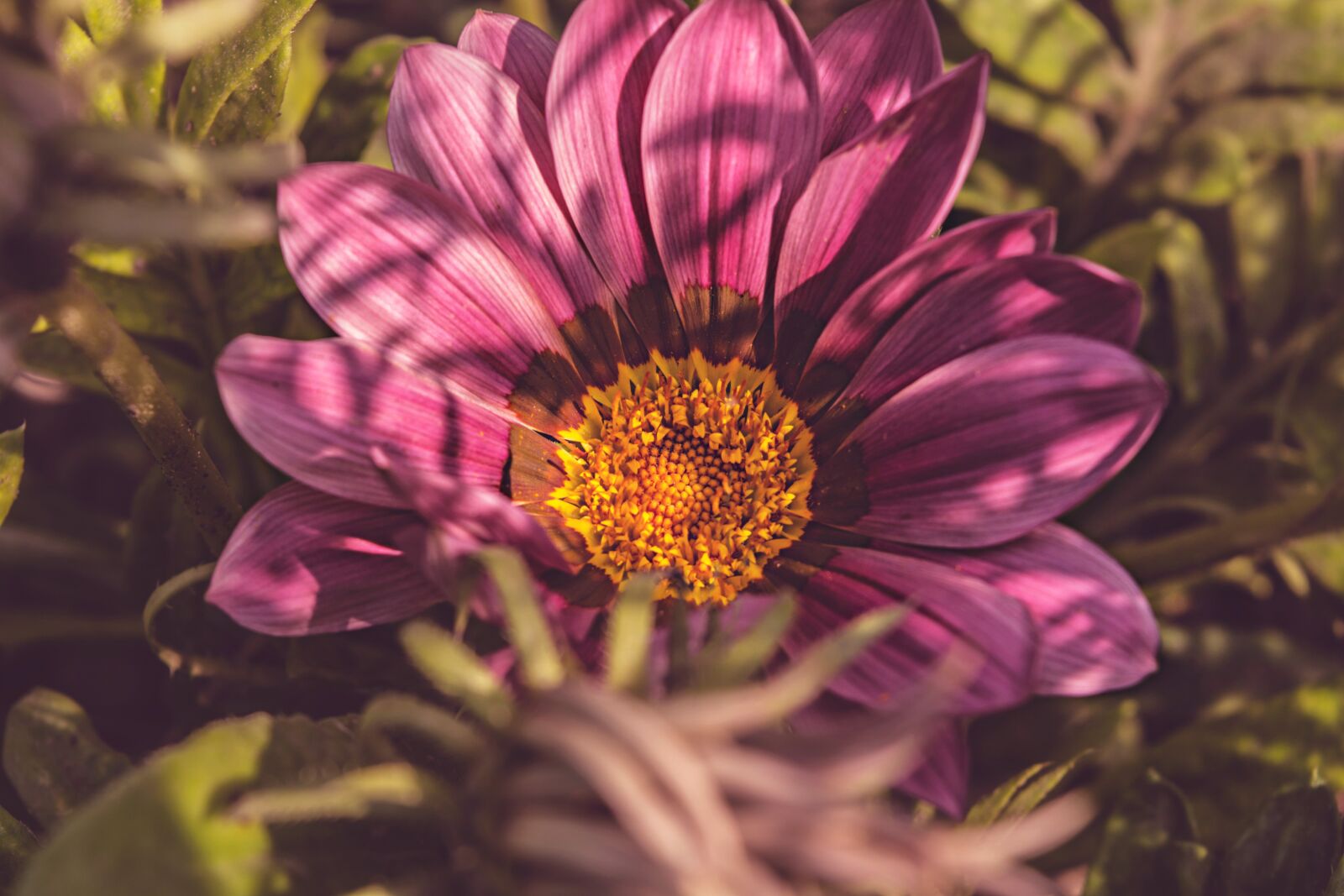 Nikon D7100 sample photo. Nature, flower, petals photography