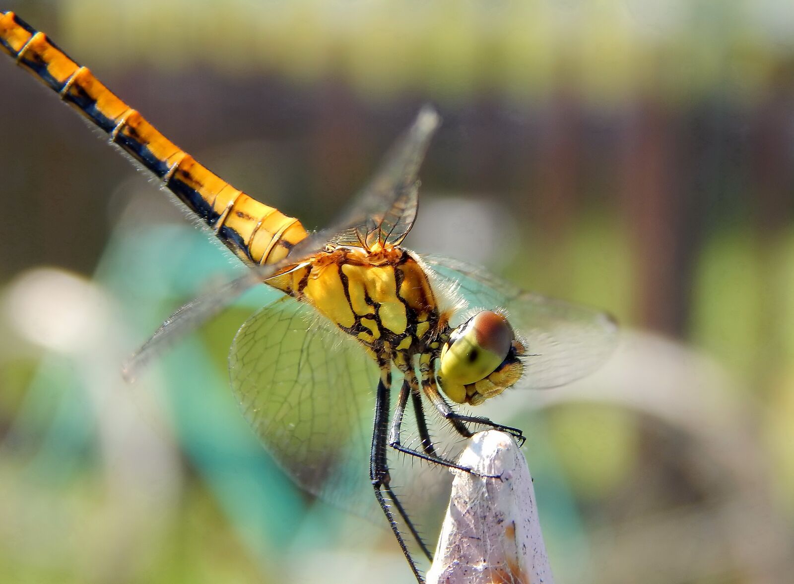 Nikon Coolpix L820 sample photo. Macro, dragonfly, belarus photography