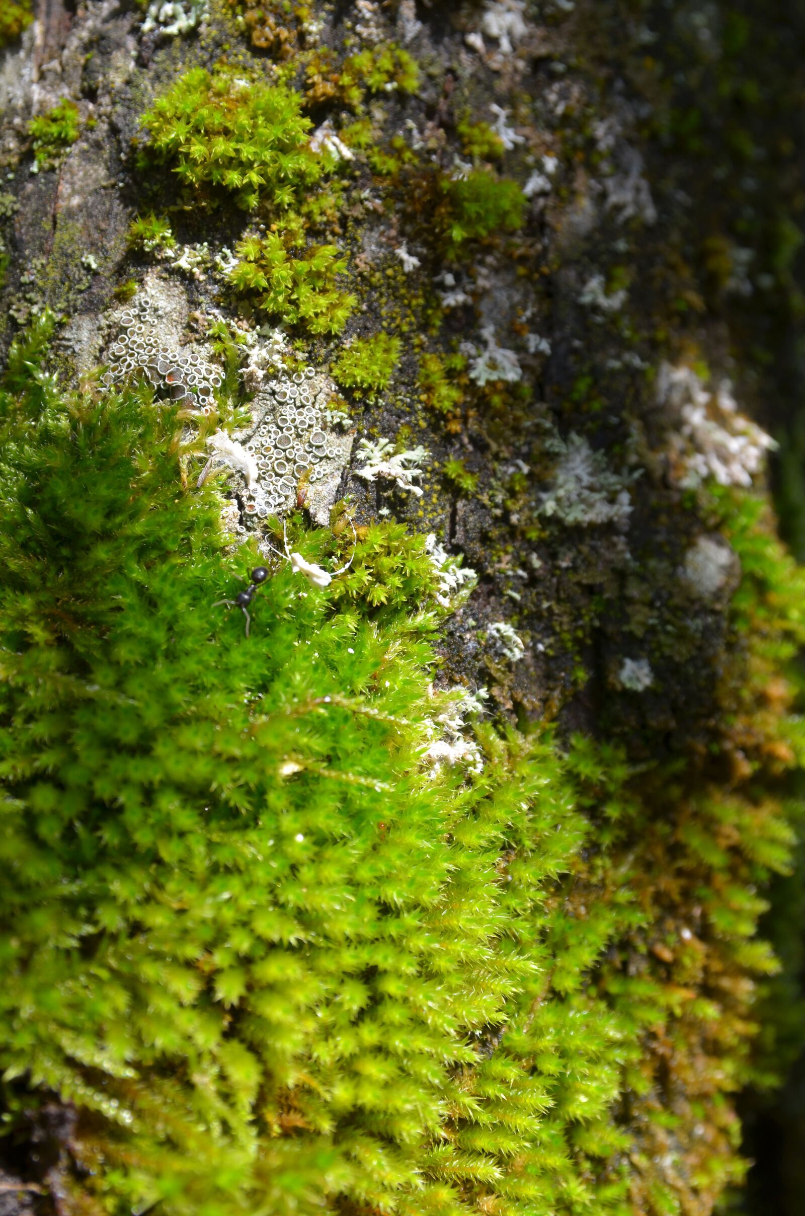 Nikon D7000 sample photo. Tree, tree bark, house photography