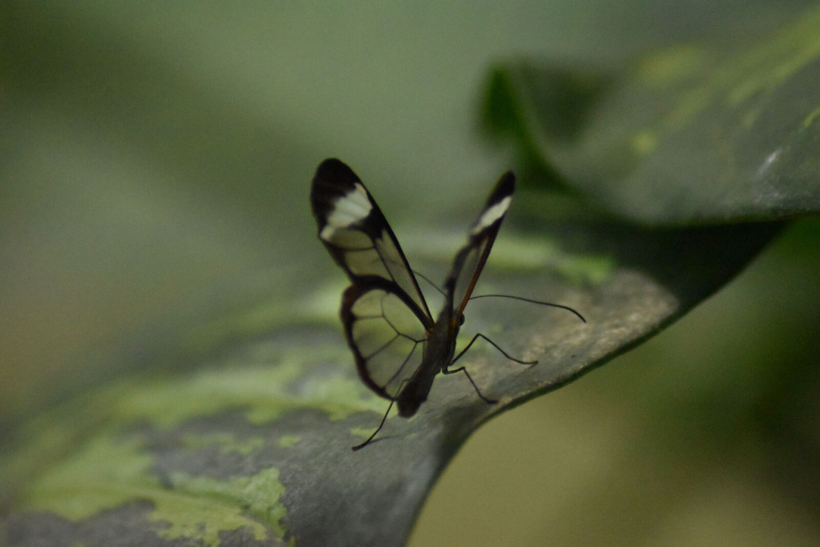 Nikon D5500 sample photo. Butterfly, green, nature photography