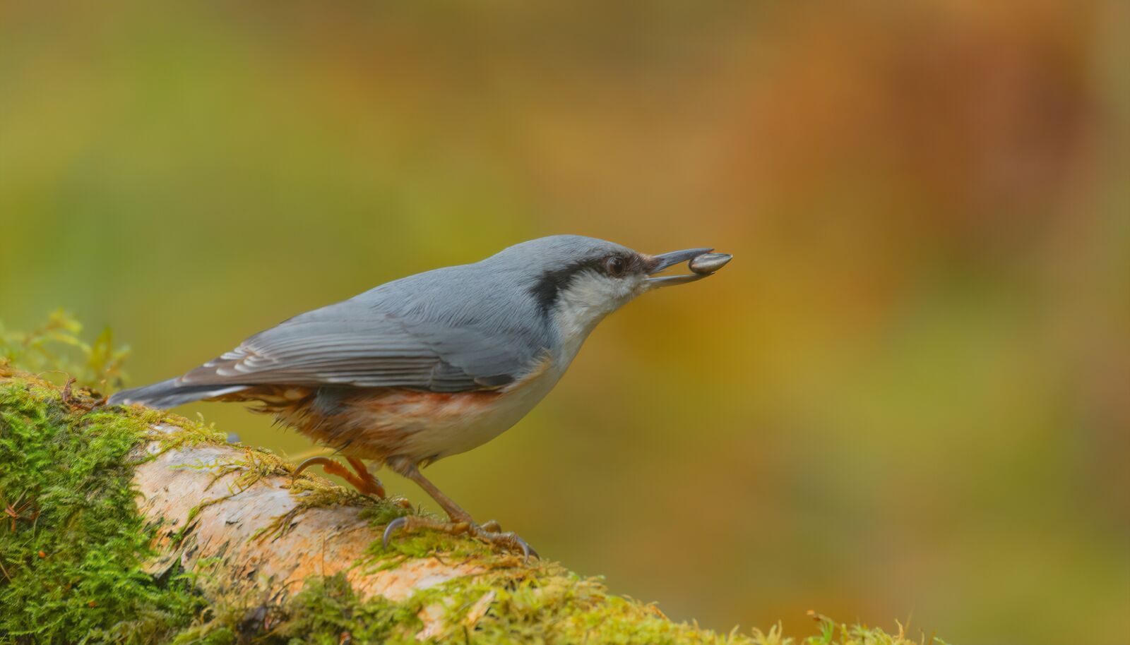 Nikon D7100 sample photo. Nuthatch, bird, nature photography