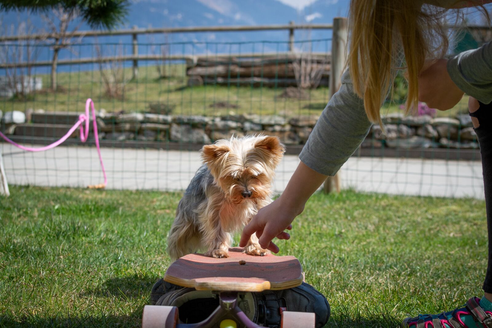 Nikon D7100 sample photo. Dog, dog training, education photography
