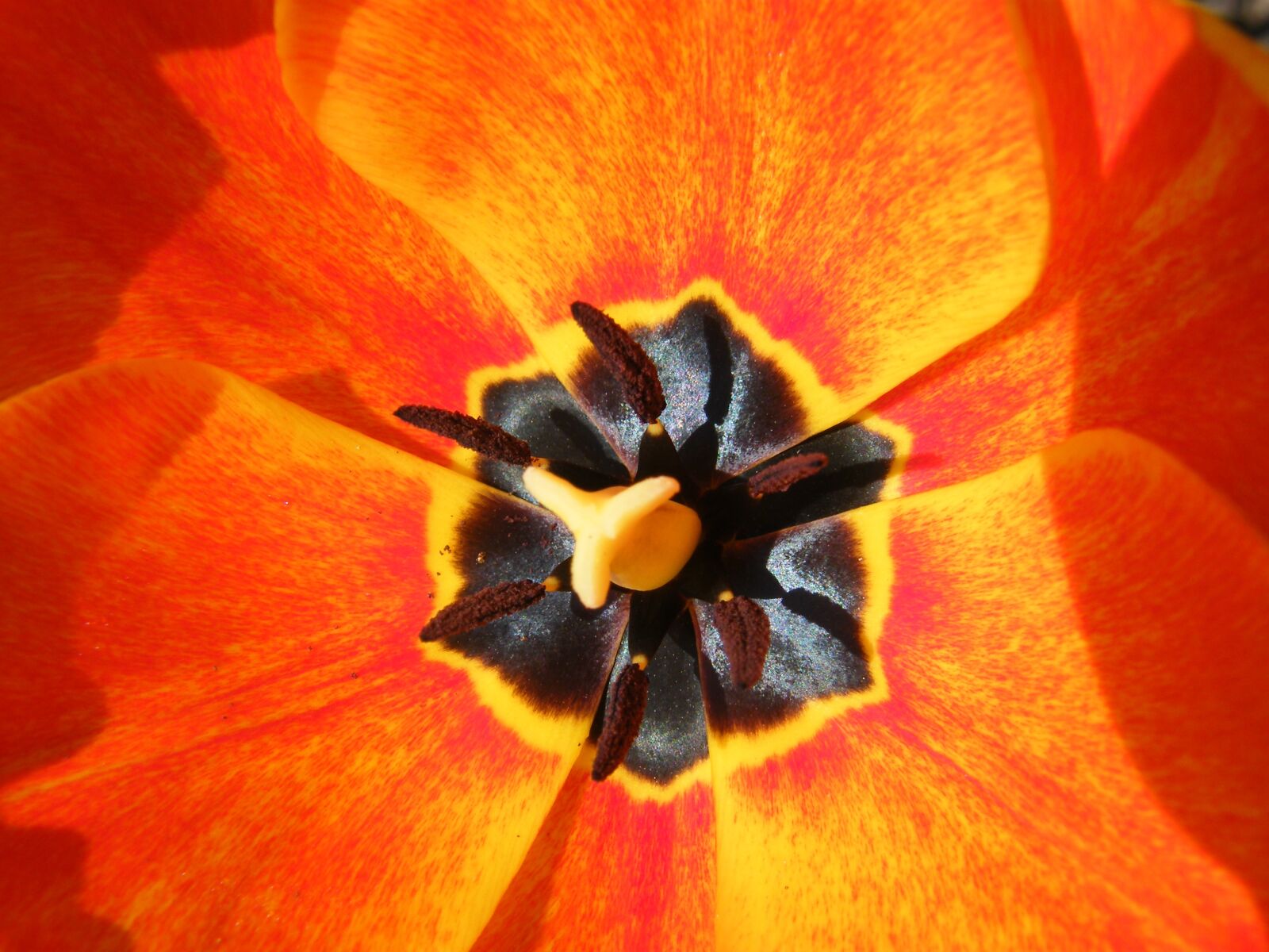 Fujifilm FinePix S8000fd sample photo. Flower, poppy, red photography