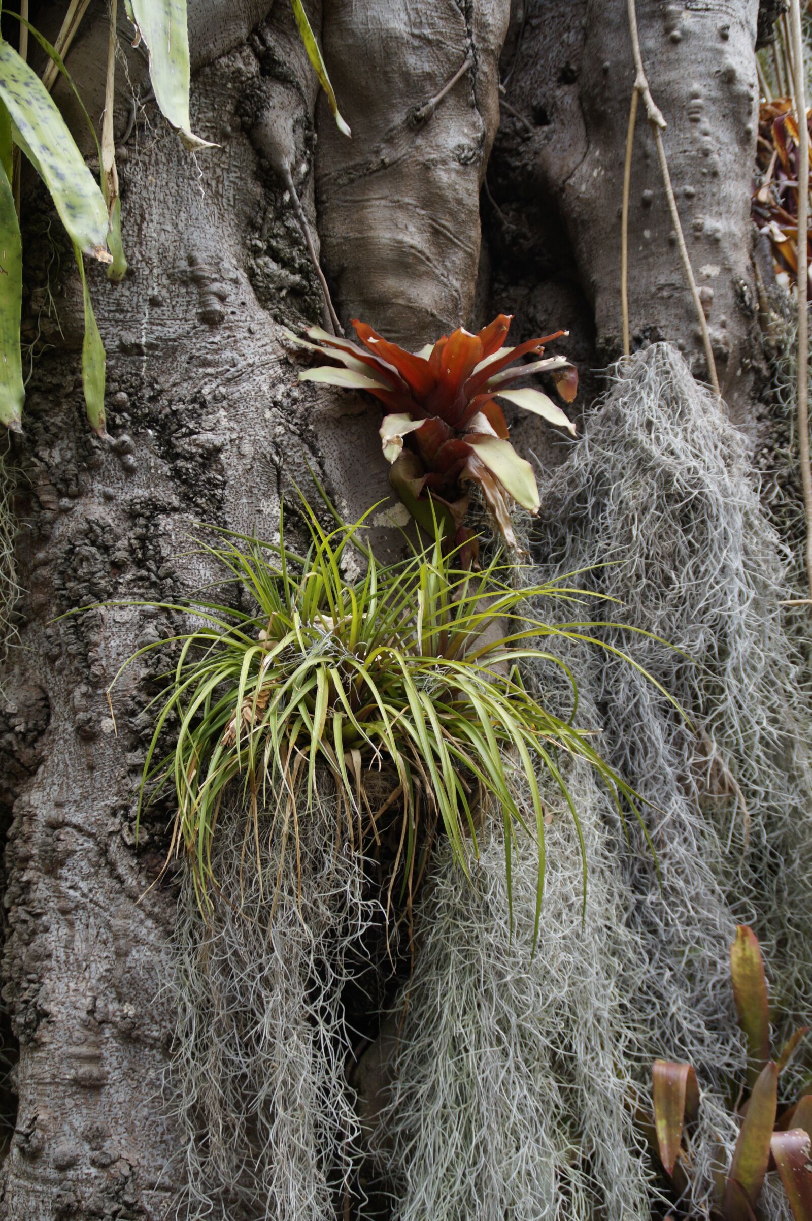 Sony SLT-A58 sample photo. Parasite, parasitic plants, host photography