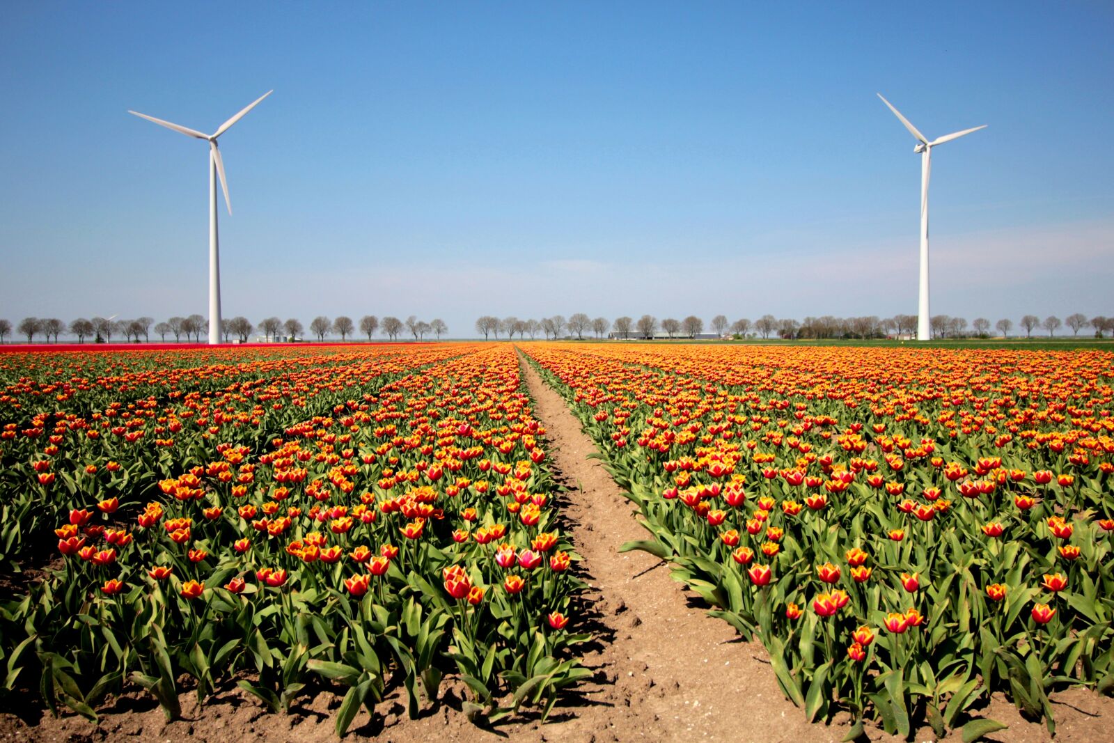 Canon EOS 600D (Rebel EOS T3i / EOS Kiss X5) sample photo. Tulips, bulb, netherlands photography