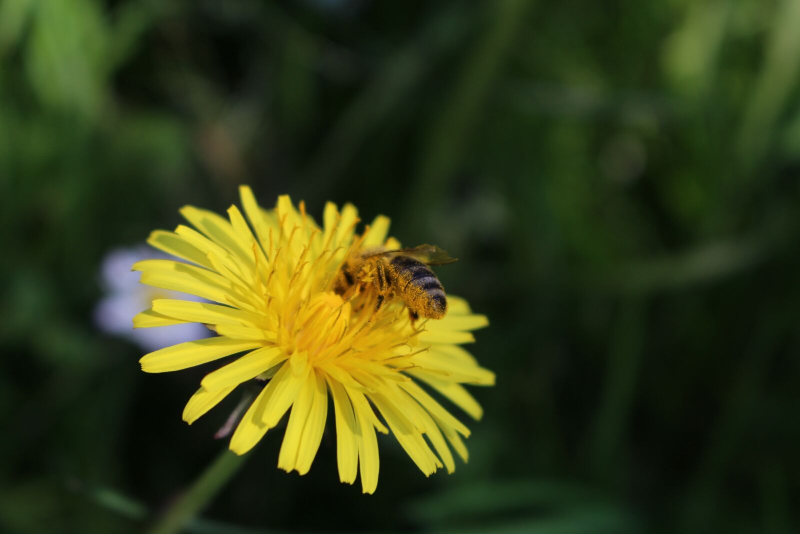 Canon EOS 100D (EOS Rebel SL1 / EOS Kiss X7) sample photo. Dandelion, bee, blossom photography