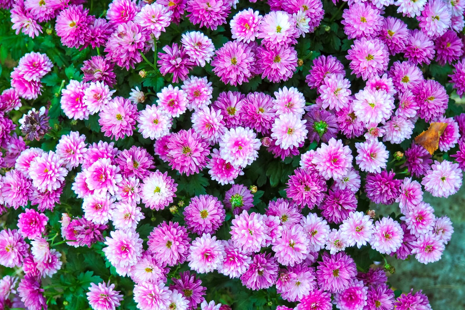 Olympus OM-D E-M10 sample photo. Flowers, chrysanthemum, plant photography
