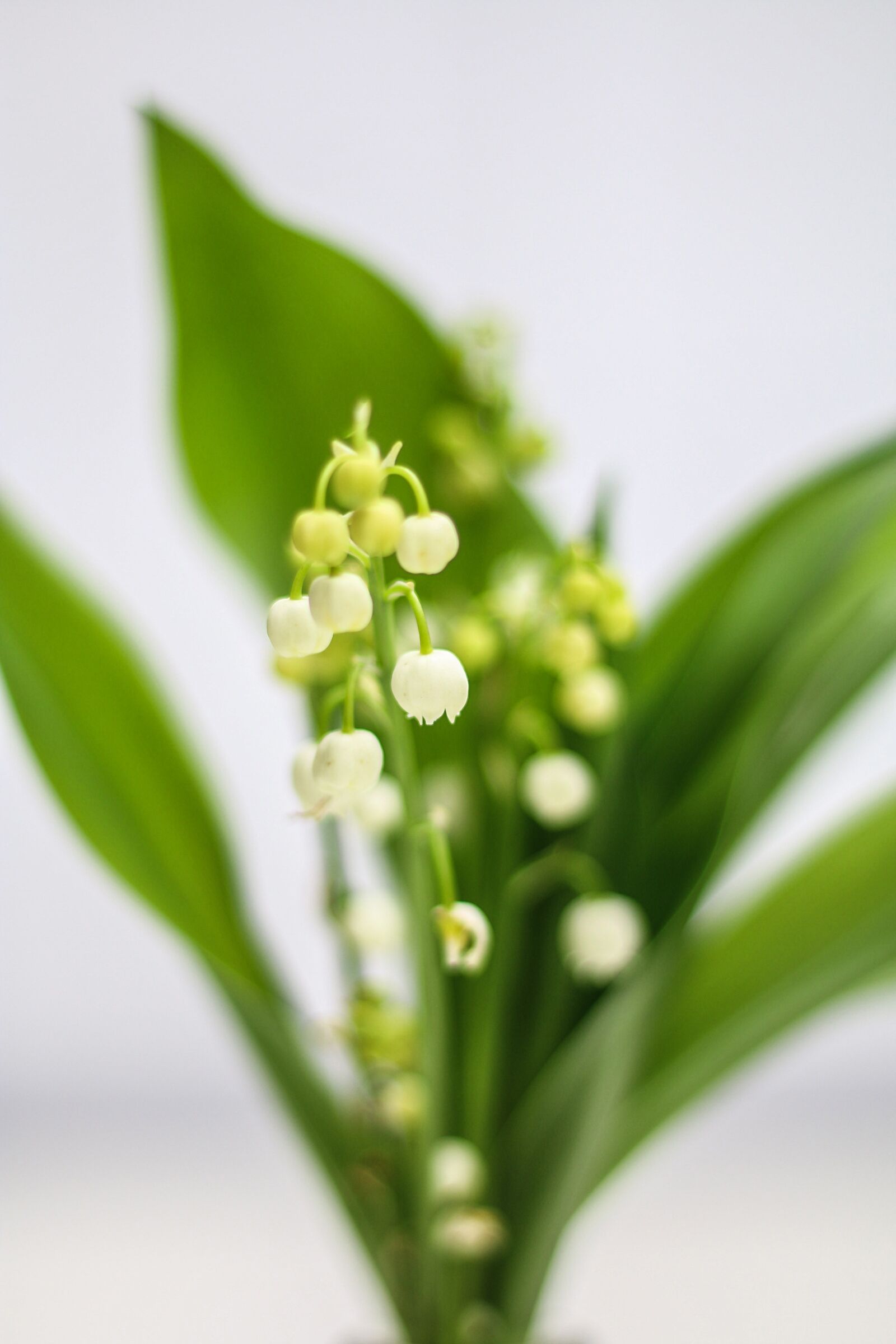 Canon EOS 70D + Canon EF 50mm F1.8 STM sample photo. Thrush, flower, bell photography