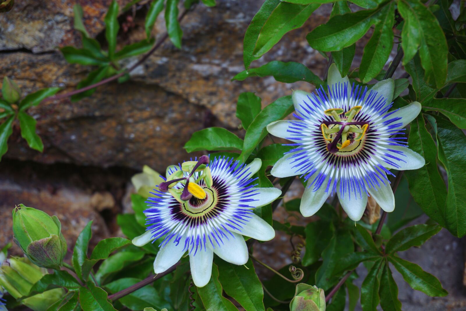 Sony a6000 sample photo. Passionflower, flower, botany photography