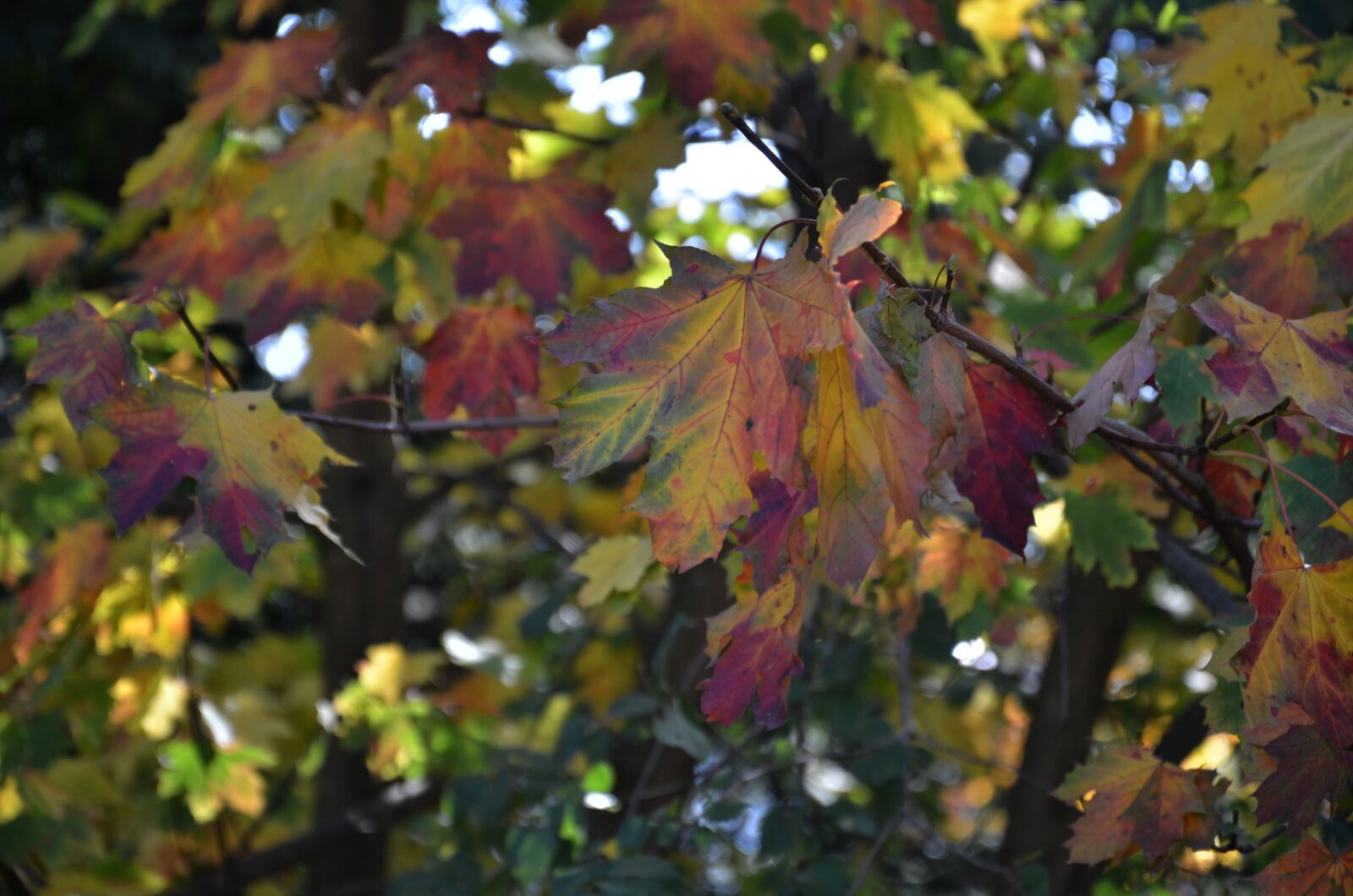 Nikon D7000 sample photo. Leaves, tree, autumn photography