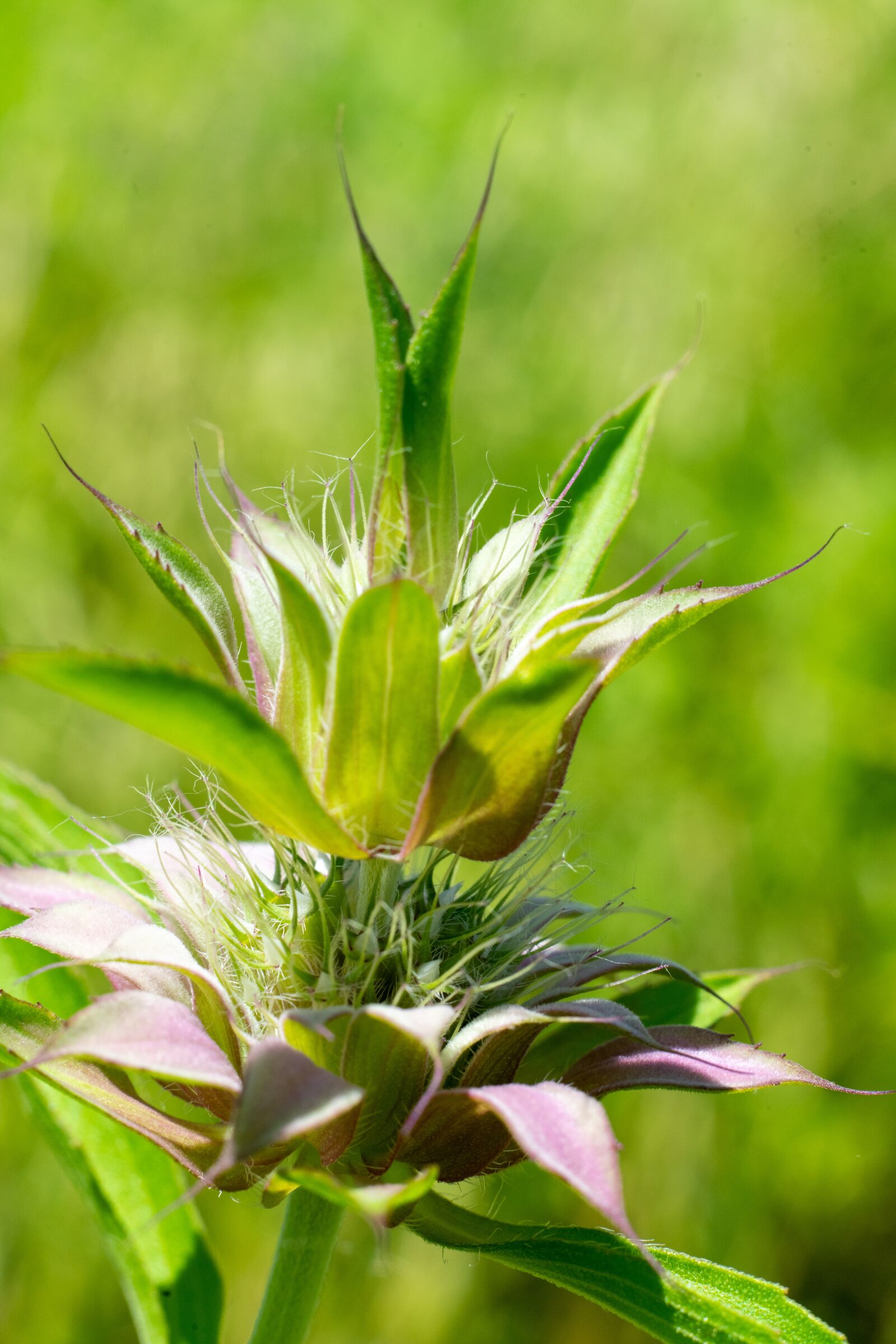Sony a7 II + Sony FE 50mm F1.8 sample photo. Green, flower, nature photography