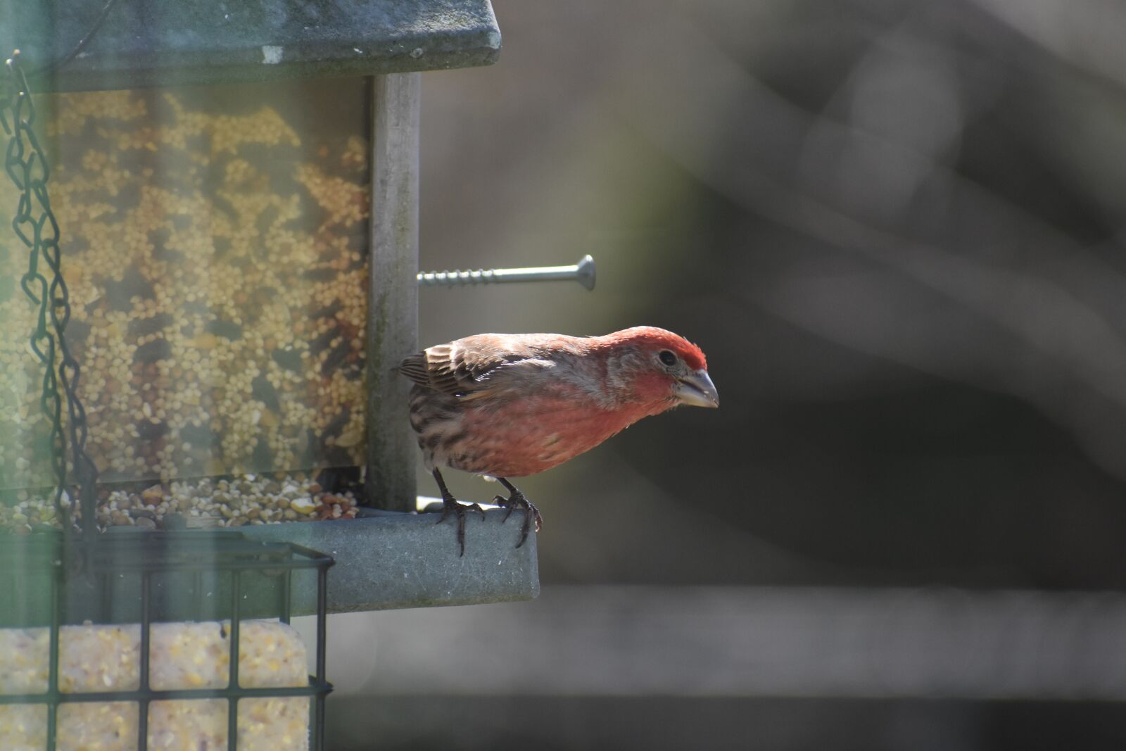 Nikon D3400 sample photo. Finch, house, house finch photography