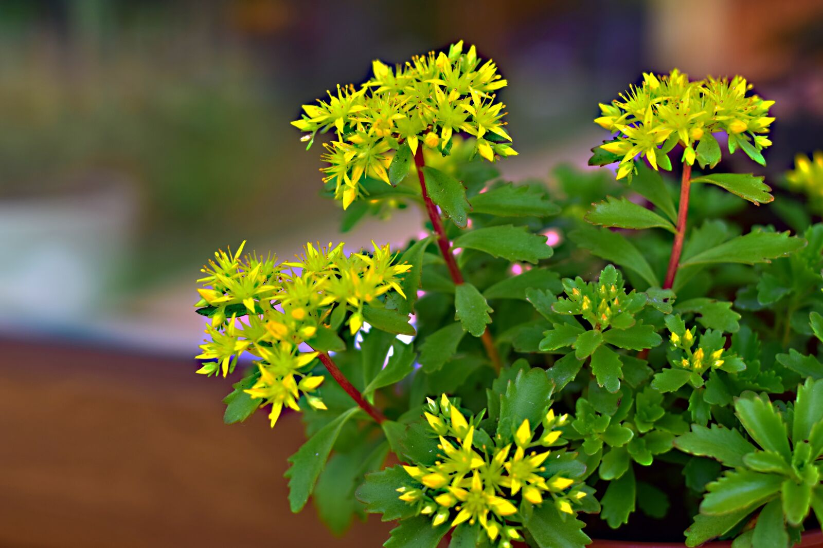 Nikon D5300 sample photo. Garden, flower, summer flower photography