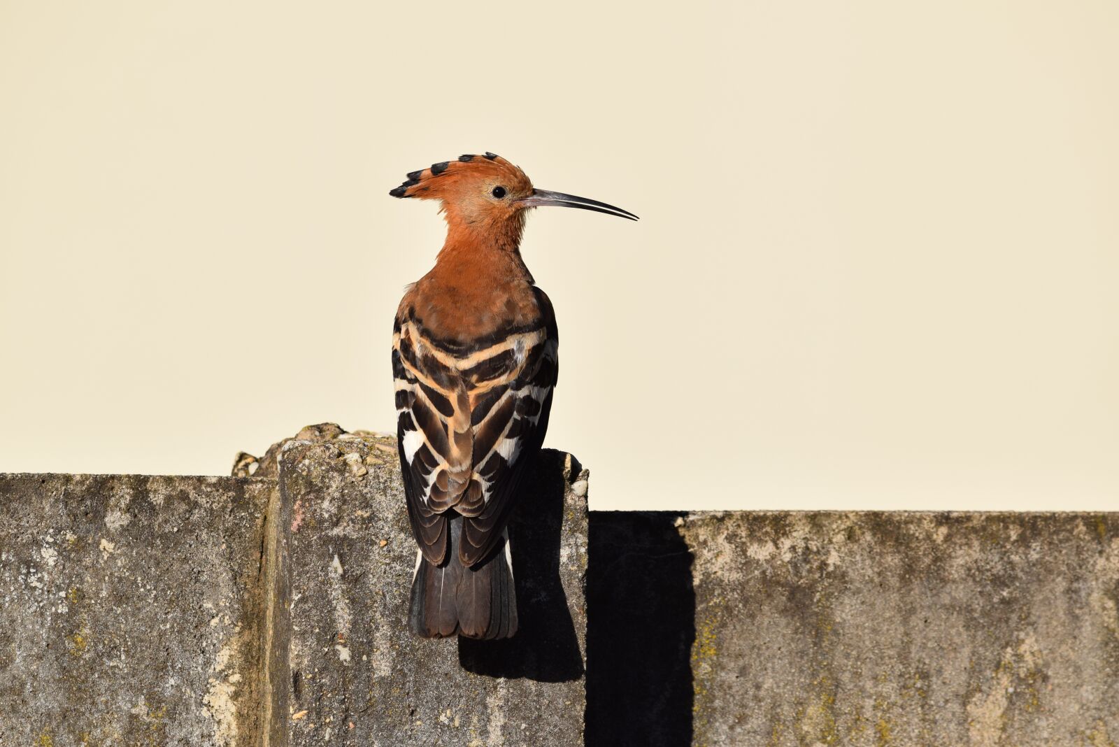Nikon D5300 sample photo. Bird, feathers, plumage photography