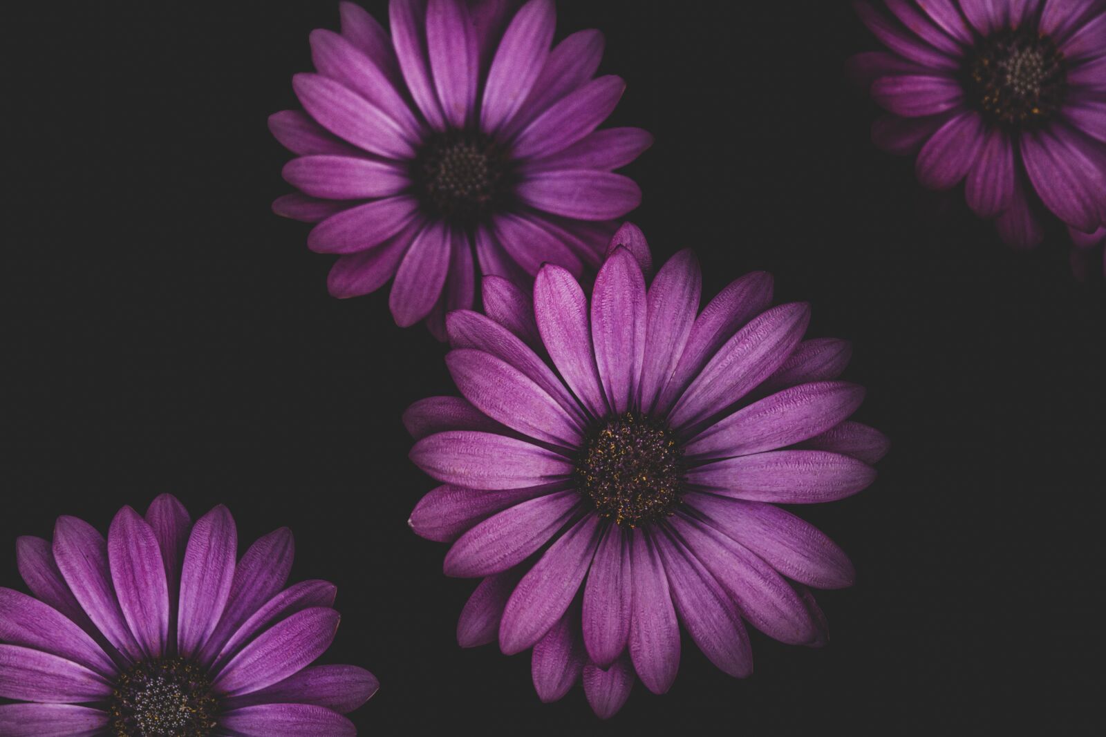 Nikon D7100 sample photo. Petal, color, summer photography