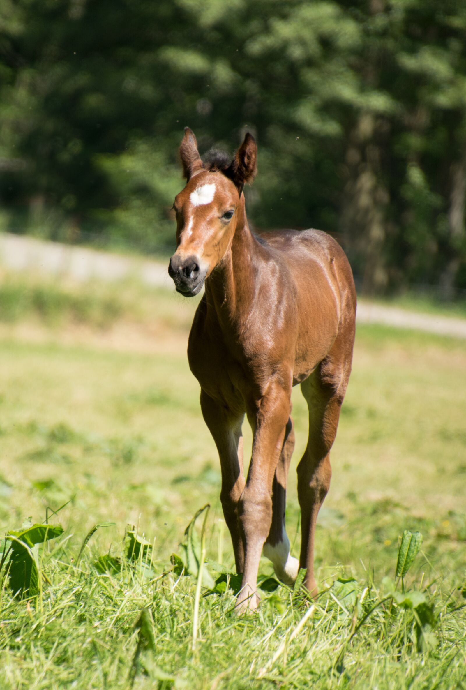 Nikon D3300 sample photo. Foal, stallion, mare photography