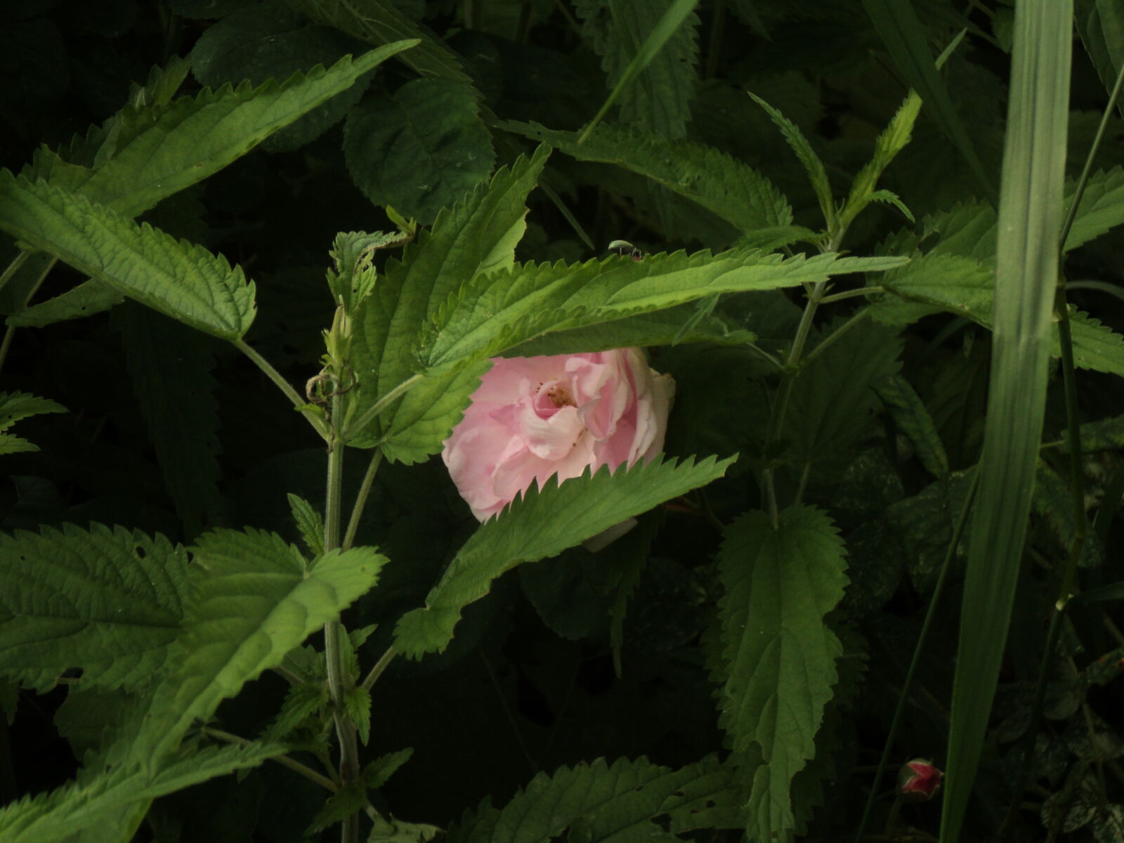 Sony DSC-S2100 sample photo