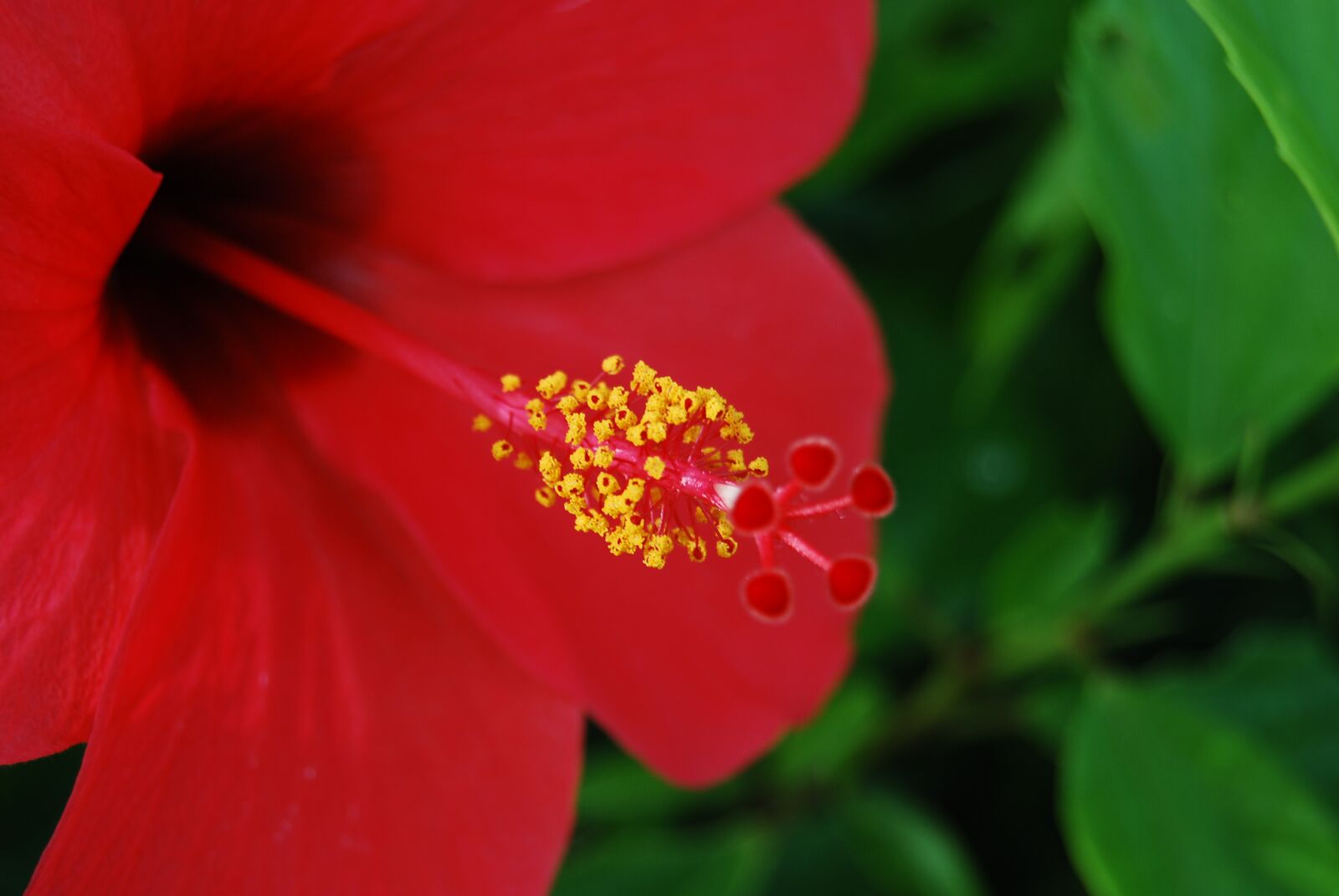 Nikon D40X sample photo. Flower, red, hibiscus photography