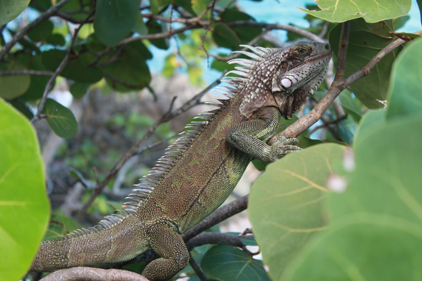 Canon EOS 500D (EOS Rebel T1i / EOS Kiss X3) sample photo. Iguana, caribbean, nature photography