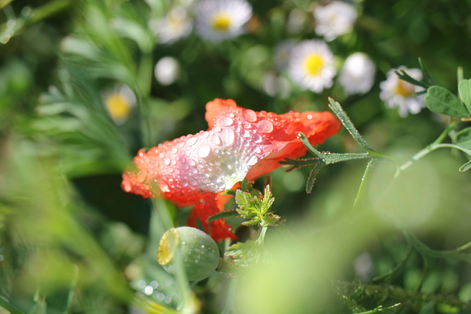 Canon EOS 550D (EOS Rebel T2i / EOS Kiss X4) sample photo. Flower, blossom, bloom photography