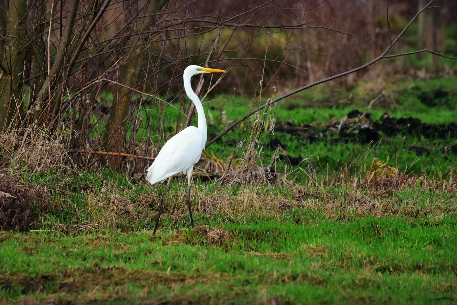 Nikon D750 sample photo. White heron, wading bird photography