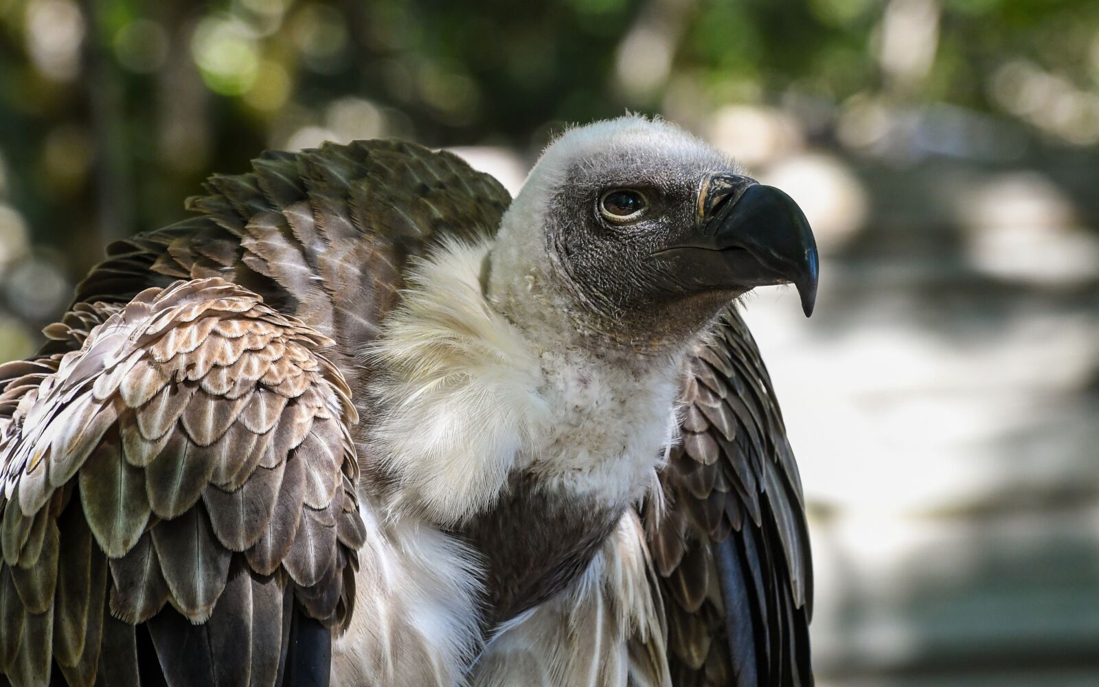 Nikon D500 sample photo. Vulture african, raptor, bird photography