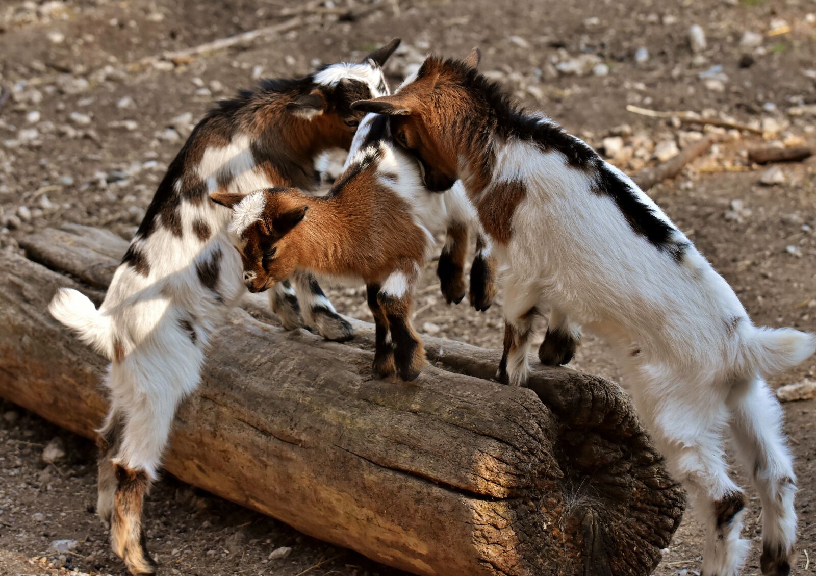 Nikon D7200 sample photo. Goat, young animals, playful photography