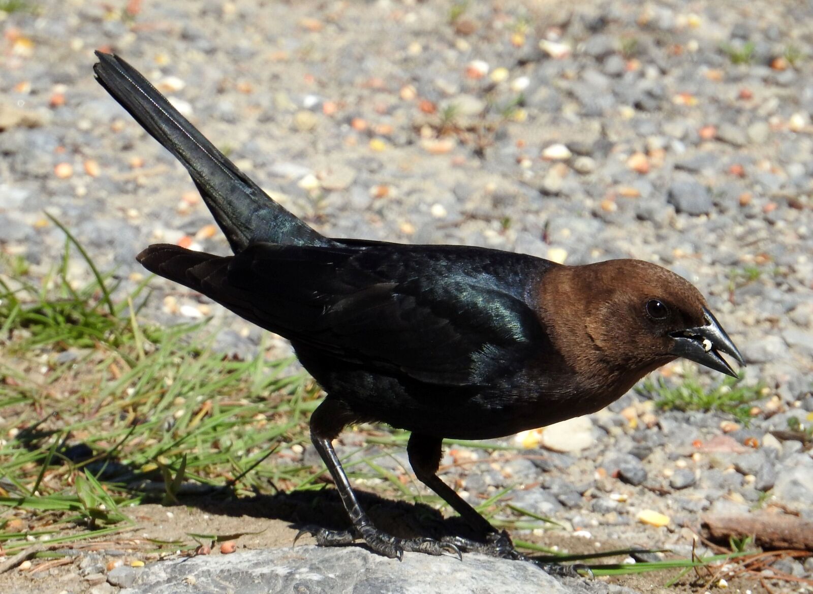 Nikon Coolpix P900 sample photo. Brown-headed cowbird, male, molothrus photography