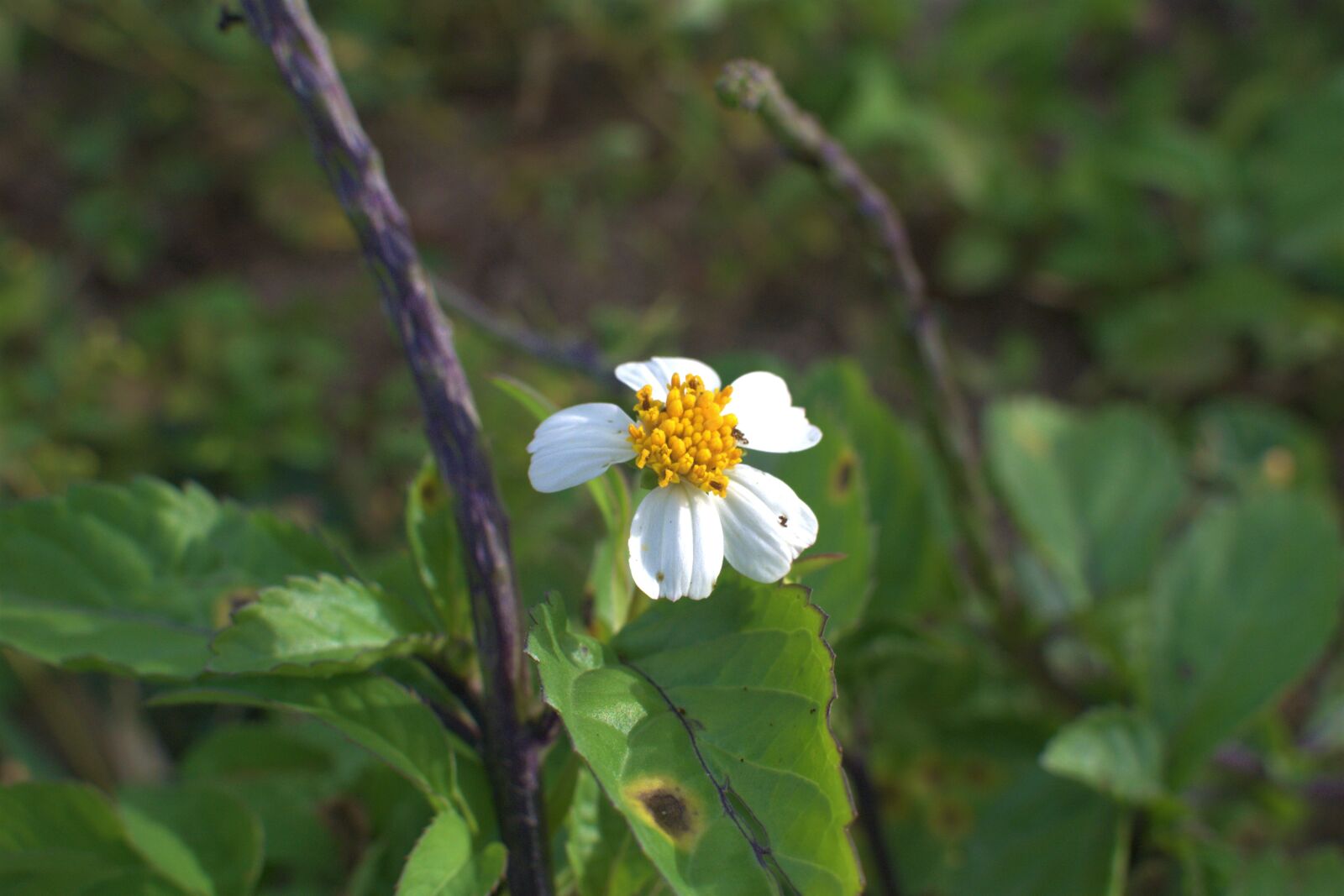 Nikon 1 J1 sample photo