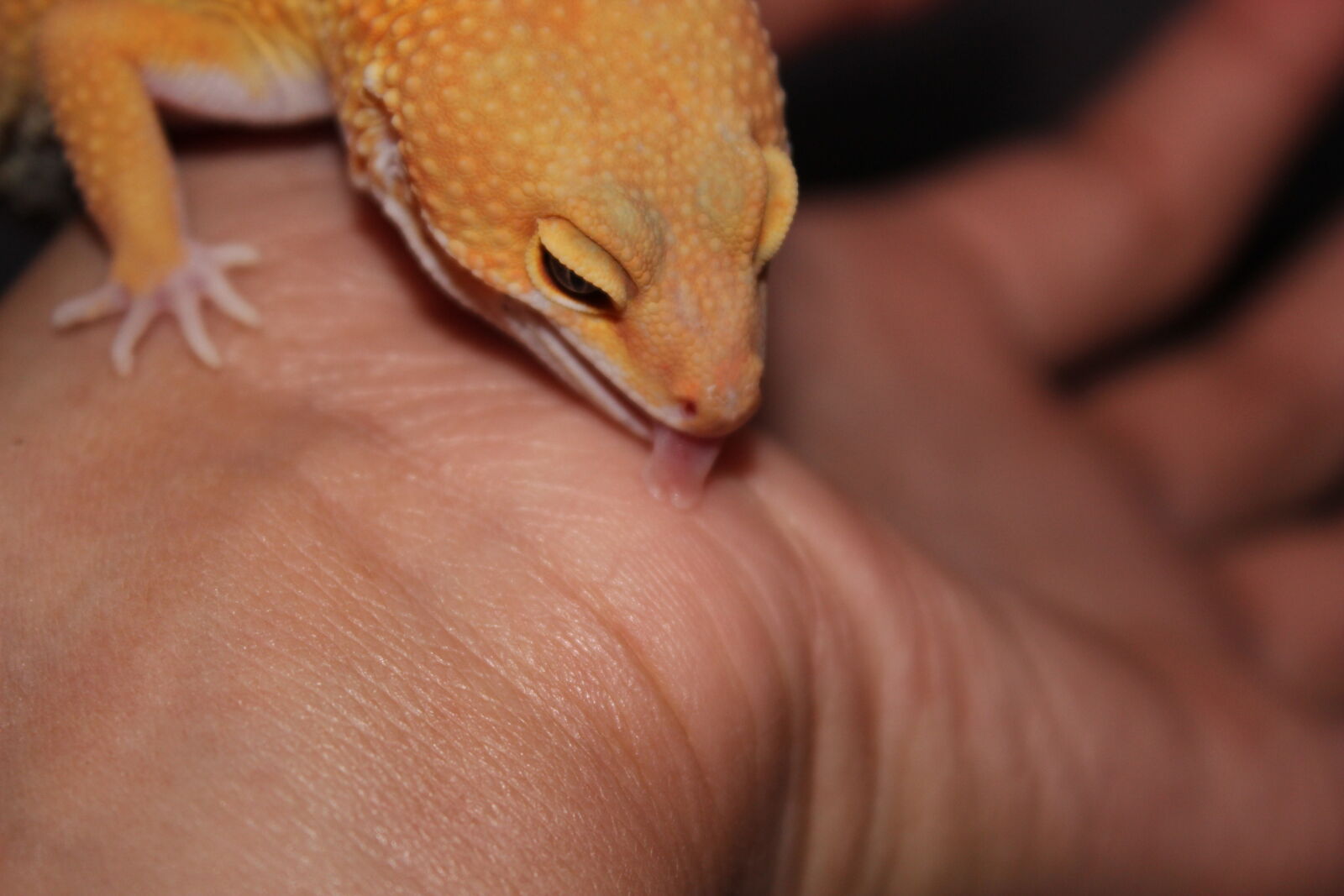 Canon EOS 600D (Rebel EOS T3i / EOS Kiss X5) sample photo. Gecko, hand, lick, licking photography