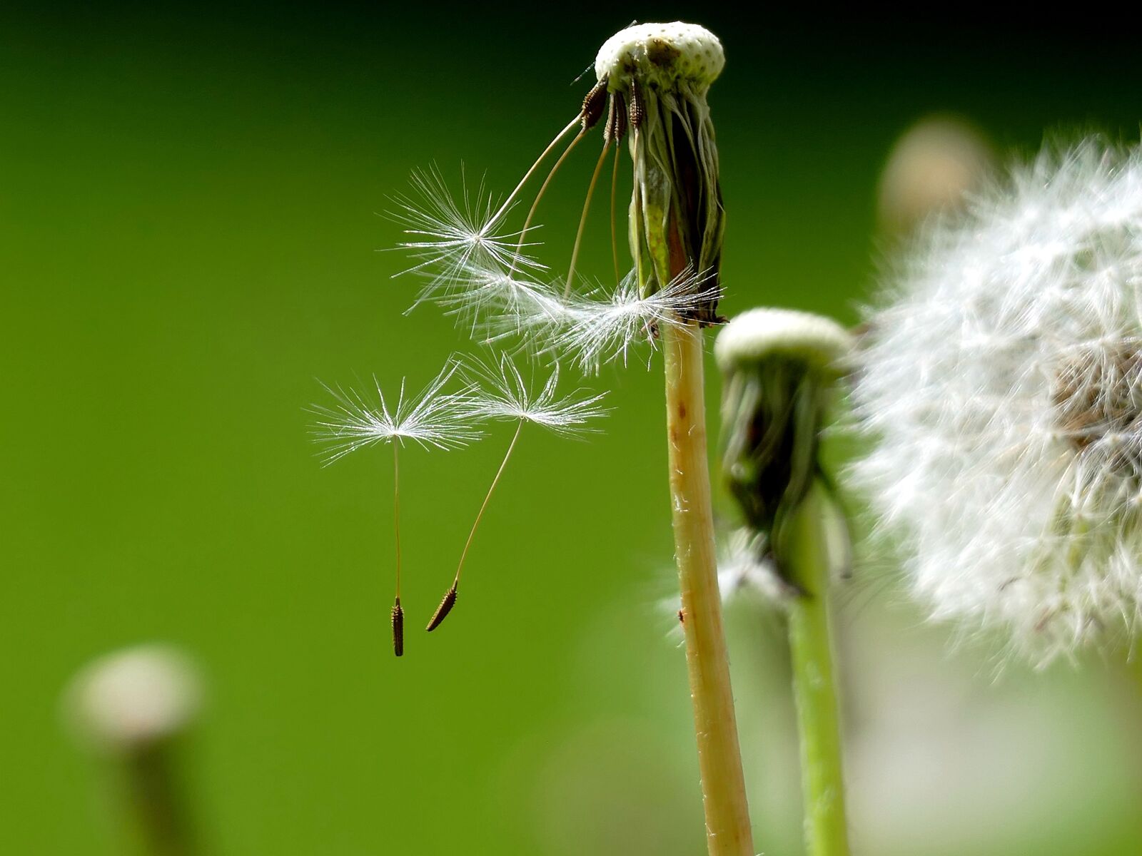 Panasonic Lumix DMC-FZ1000 sample photo. Dandelion, buttercup, faded photography