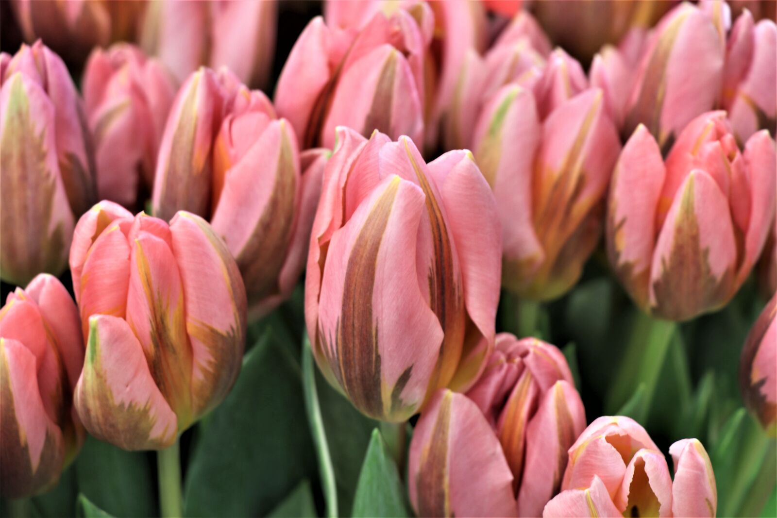 Canon EOS 77D (EOS 9000D / EOS 770D) sample photo. Tulips, tulip, bouquet photography