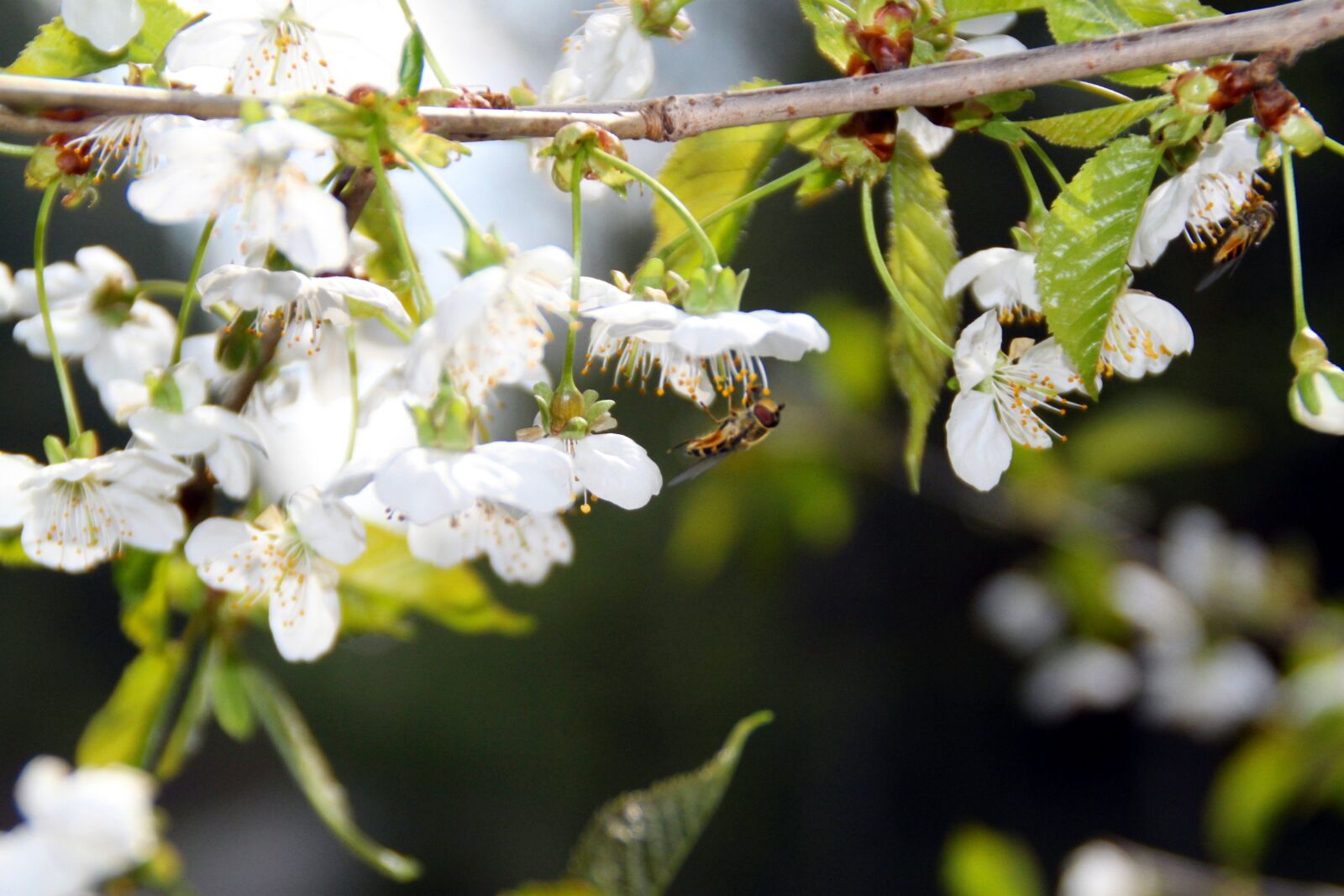 Canon EOS 500D (EOS Rebel T1i / EOS Kiss X3) sample photo. Blossom, bloom, bee photography