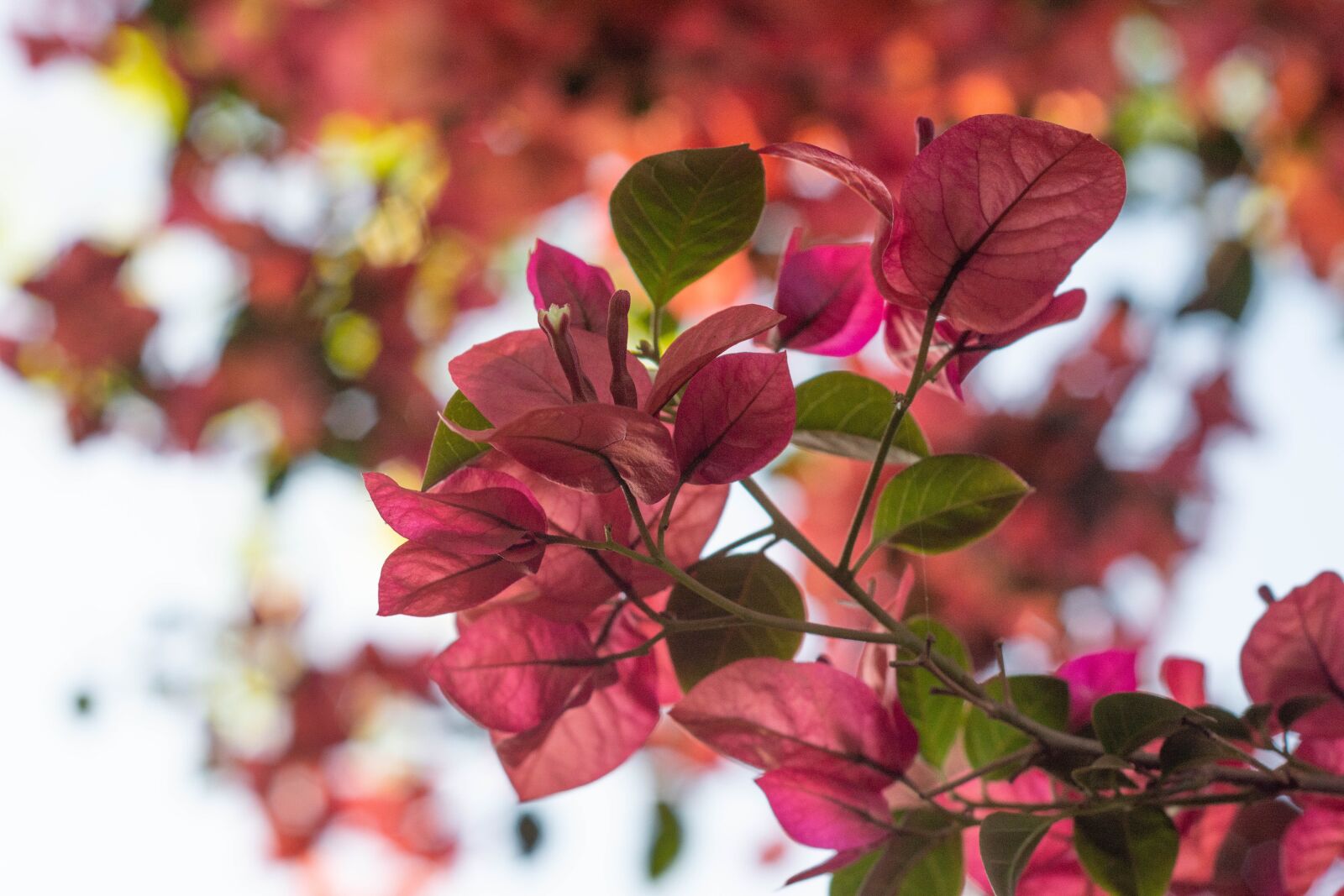 Nikon D7200 sample photo. Flower, garden, botanic photography