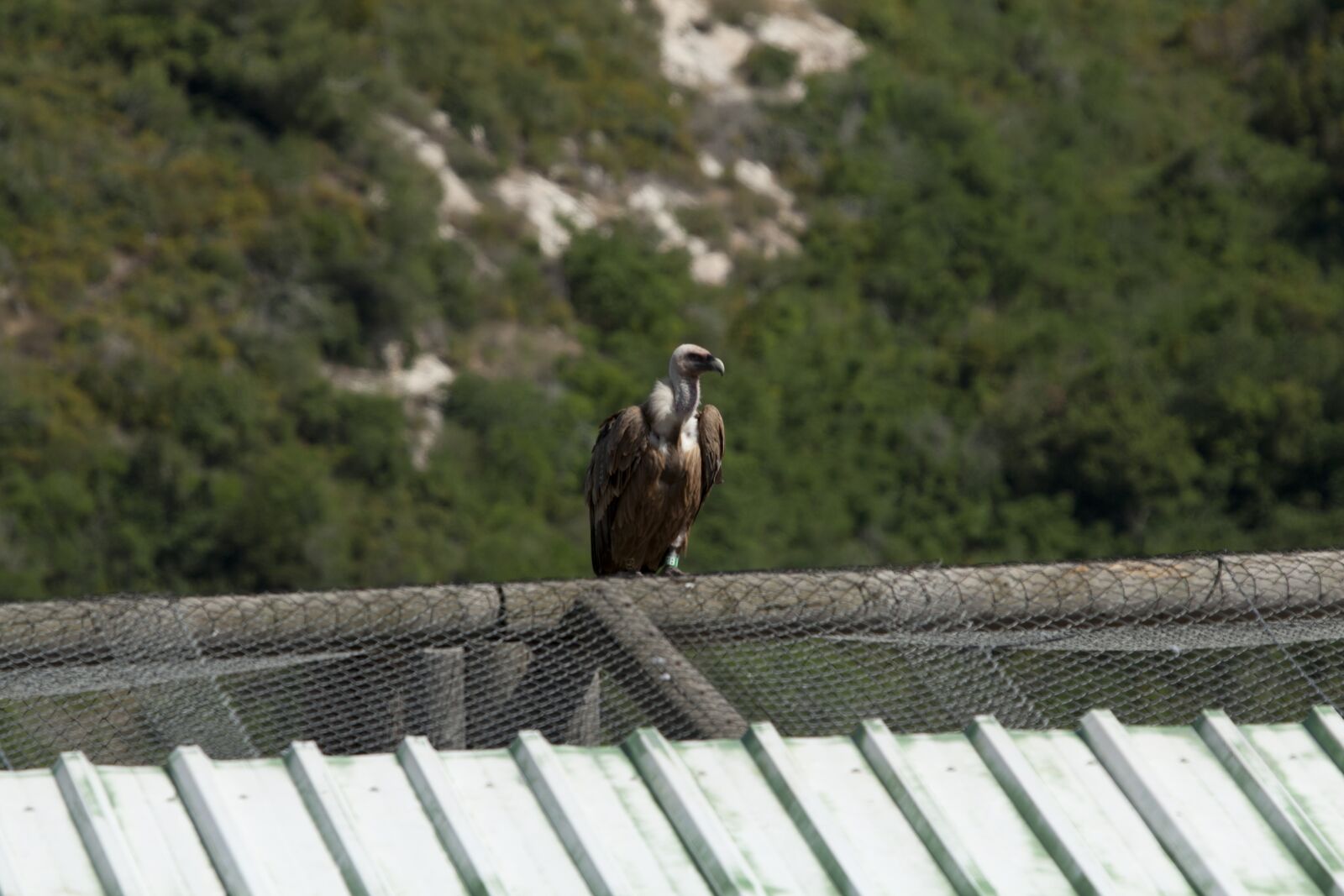 Canon EOS 5D Mark II sample photo. Wings, fly, israel photography