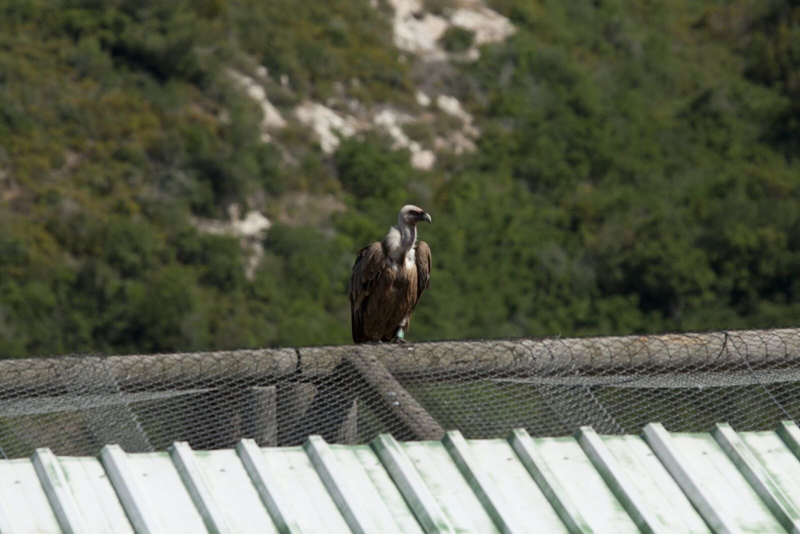 Canon EF 70-200mm F2.8L USM sample photo. Wings, fly, israel photography