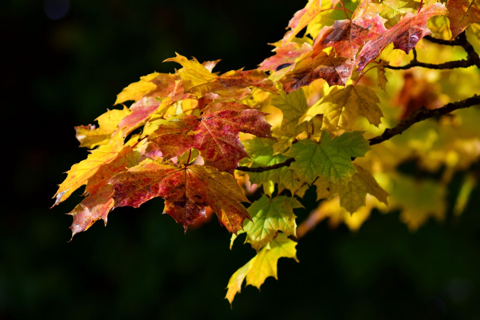 Nikon D3300 sample photo. Maple, leaves, autumn photography
