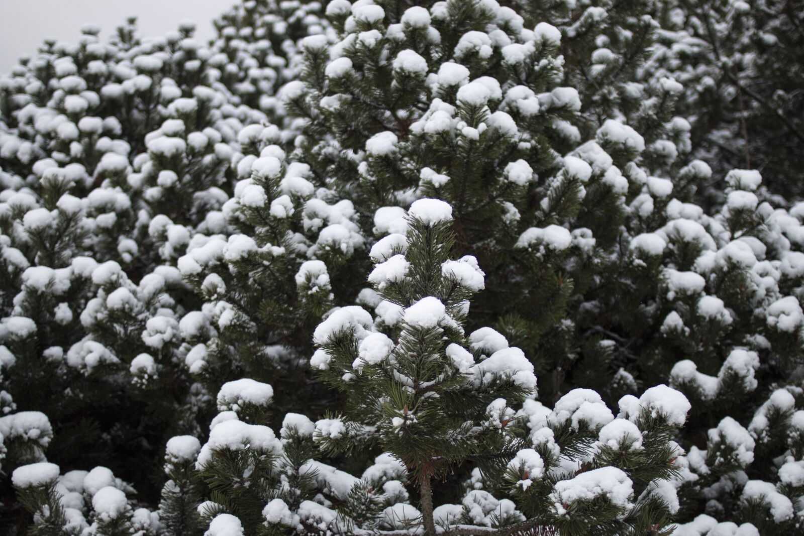 Canon EOS 70D + Canon EF 35mm F2 sample photo. Winter, snow, bush photography