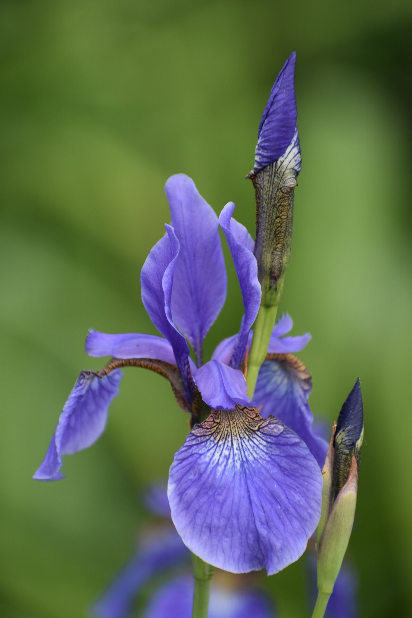 Nikon D3400 sample photo. Iris, bloom, flower photography
