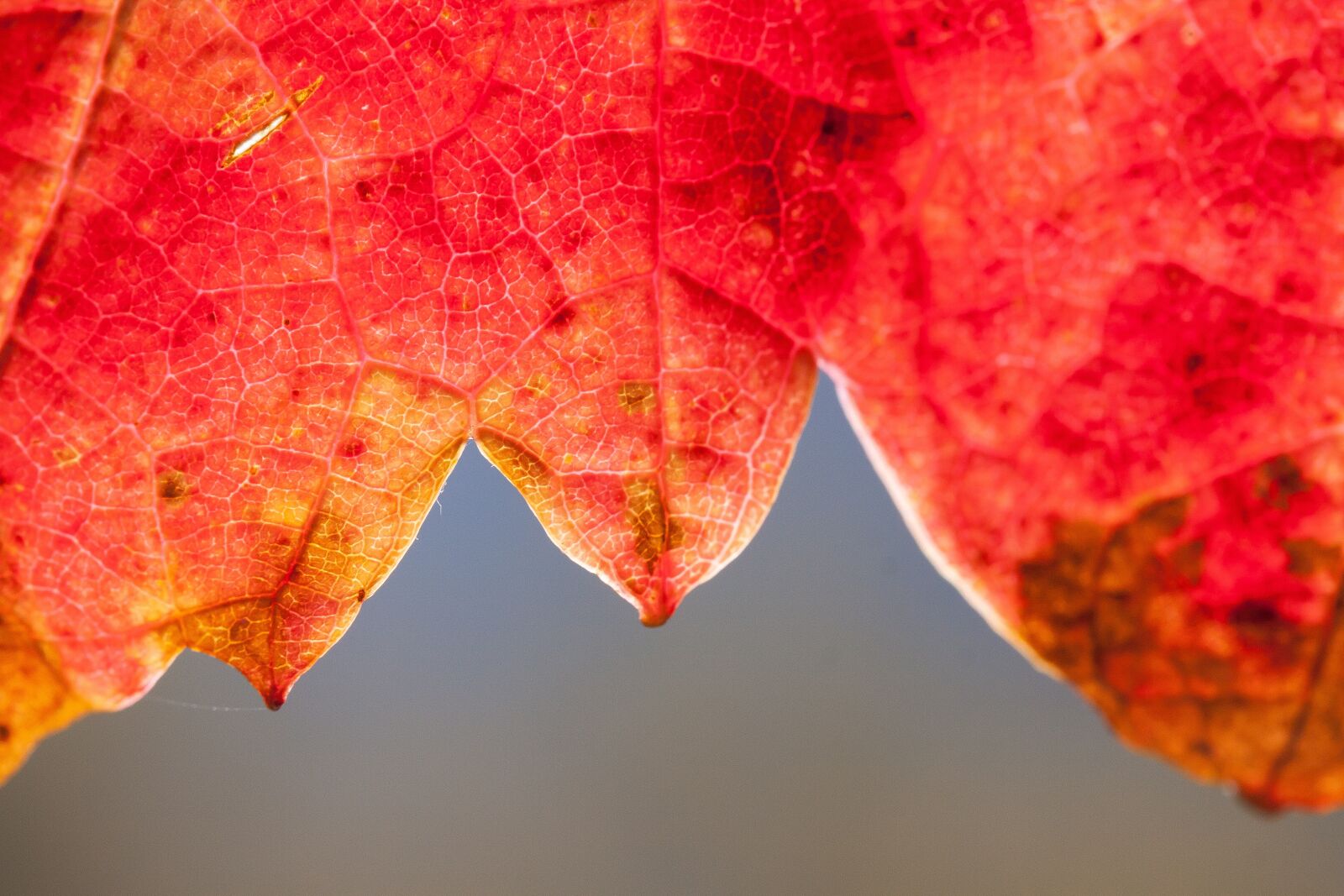 Canon EOS 50D sample photo. Wine, leaf, wine harvest photography
