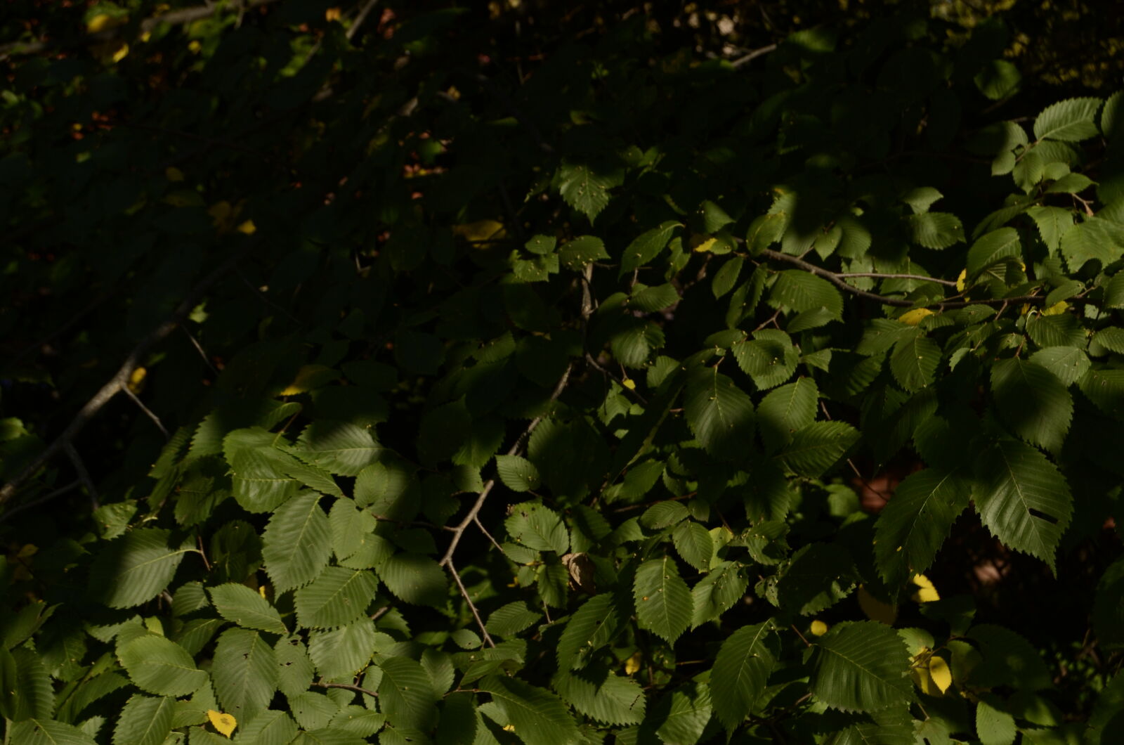 Nikon D5100 sample photo