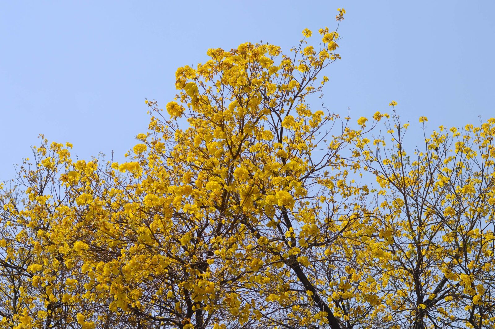 Nikon D3200 sample photo. Landscape, tree wood, natural photography