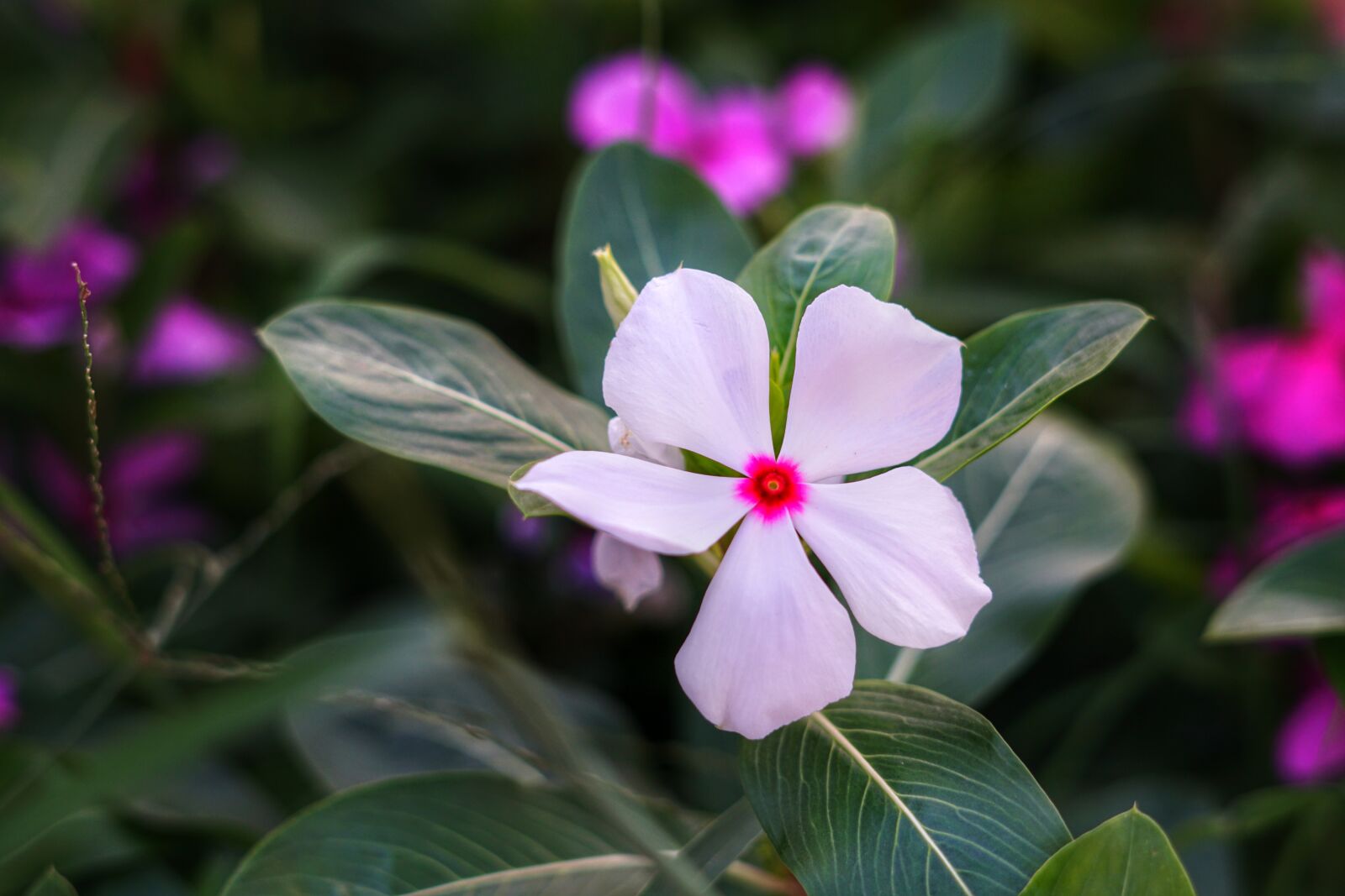 Sony a6300 + Sony FE 50mm F1.8 sample photo. Madagascar periwinkle, billygoat weed photography