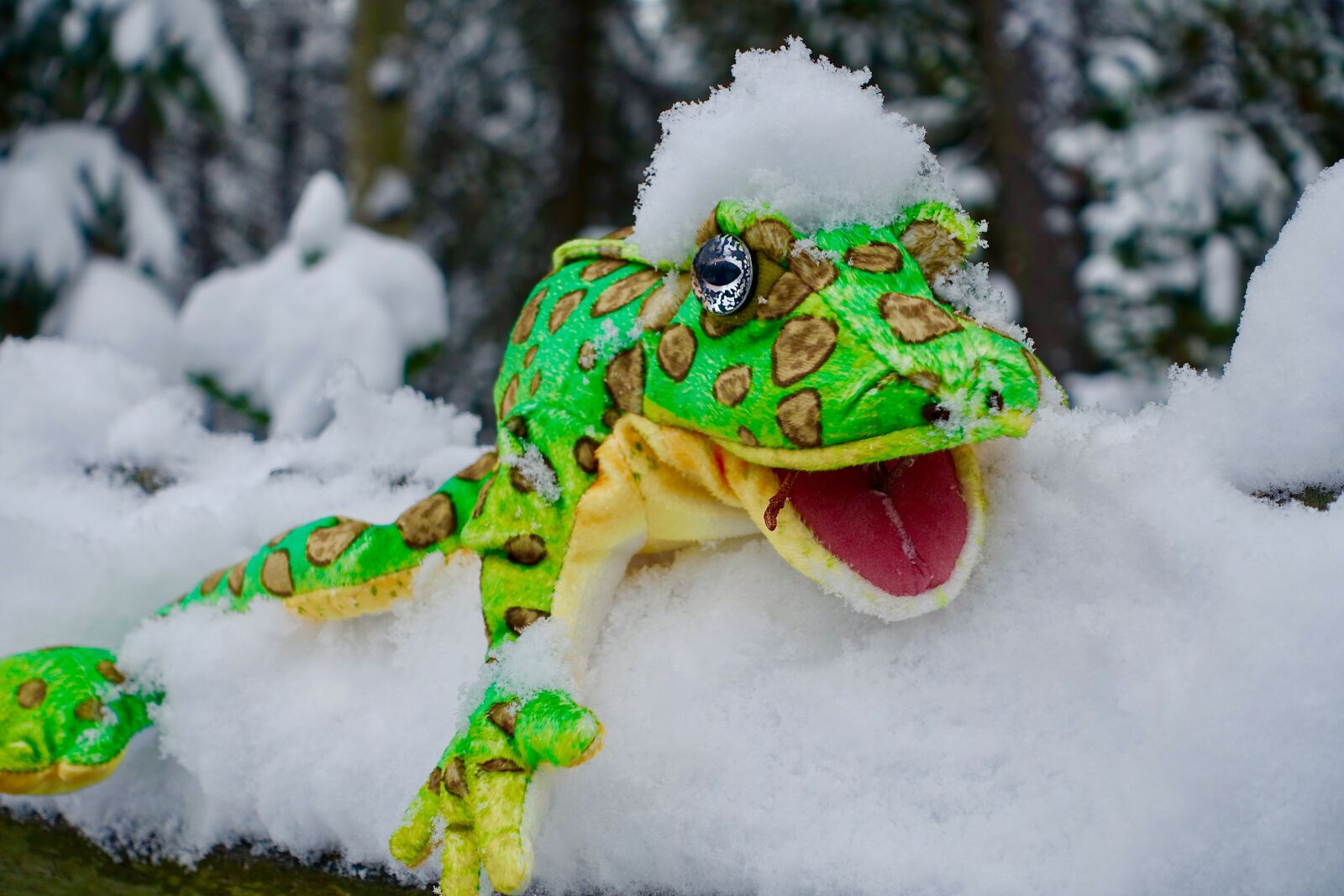 Sony Cyber-shot DSC-RX100 III sample photo. Puppet, snow, frog photography