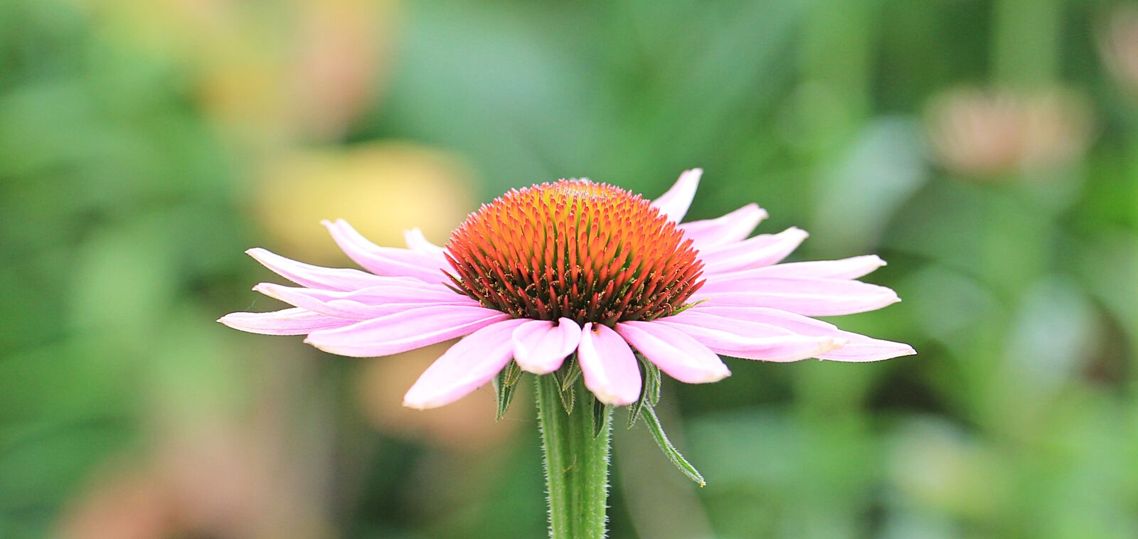 Canon EOS 550D (EOS Rebel T2i / EOS Kiss X4) sample photo. Coneflower, pallida, echinacea photography