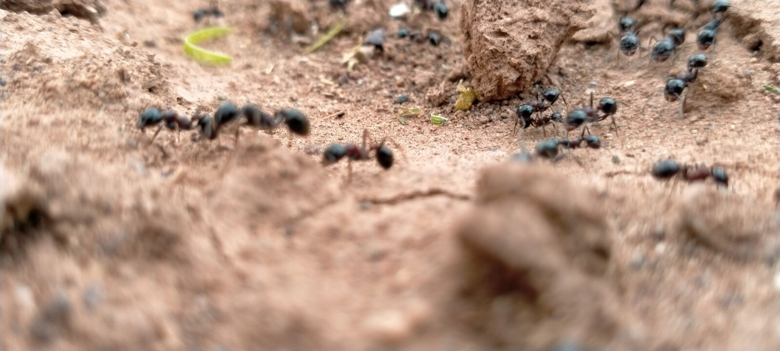 OPPO A5 2020 sample photo. Ant, the ants, live photography