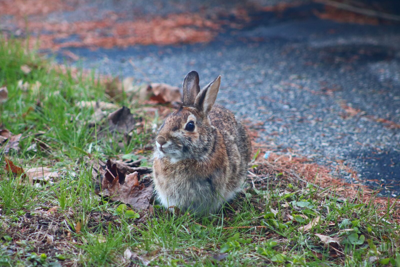 Canon EF75-300mm f/4-5.6 sample photo. Rabbit, animal, bunny photography