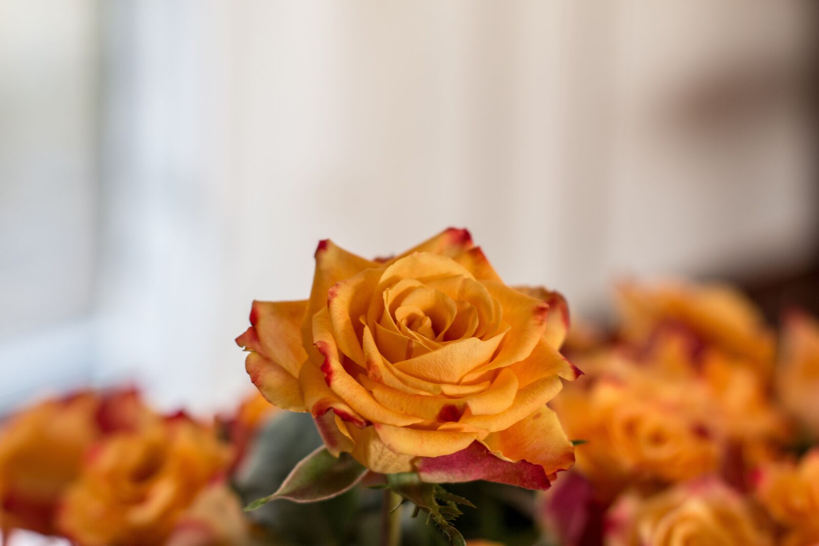 Canon EOS 70D sample photo. Rose, bouquet, orange photography