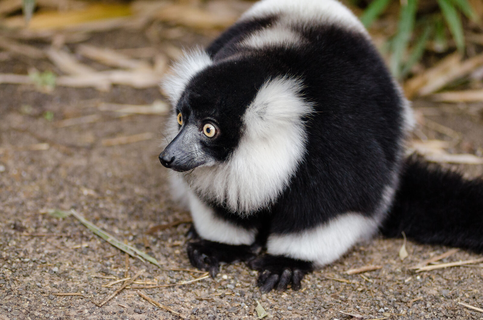 AF Zoom-Nikkor 80-200mm f/2.8 ED sample photo. Black, and, white, lemur photography