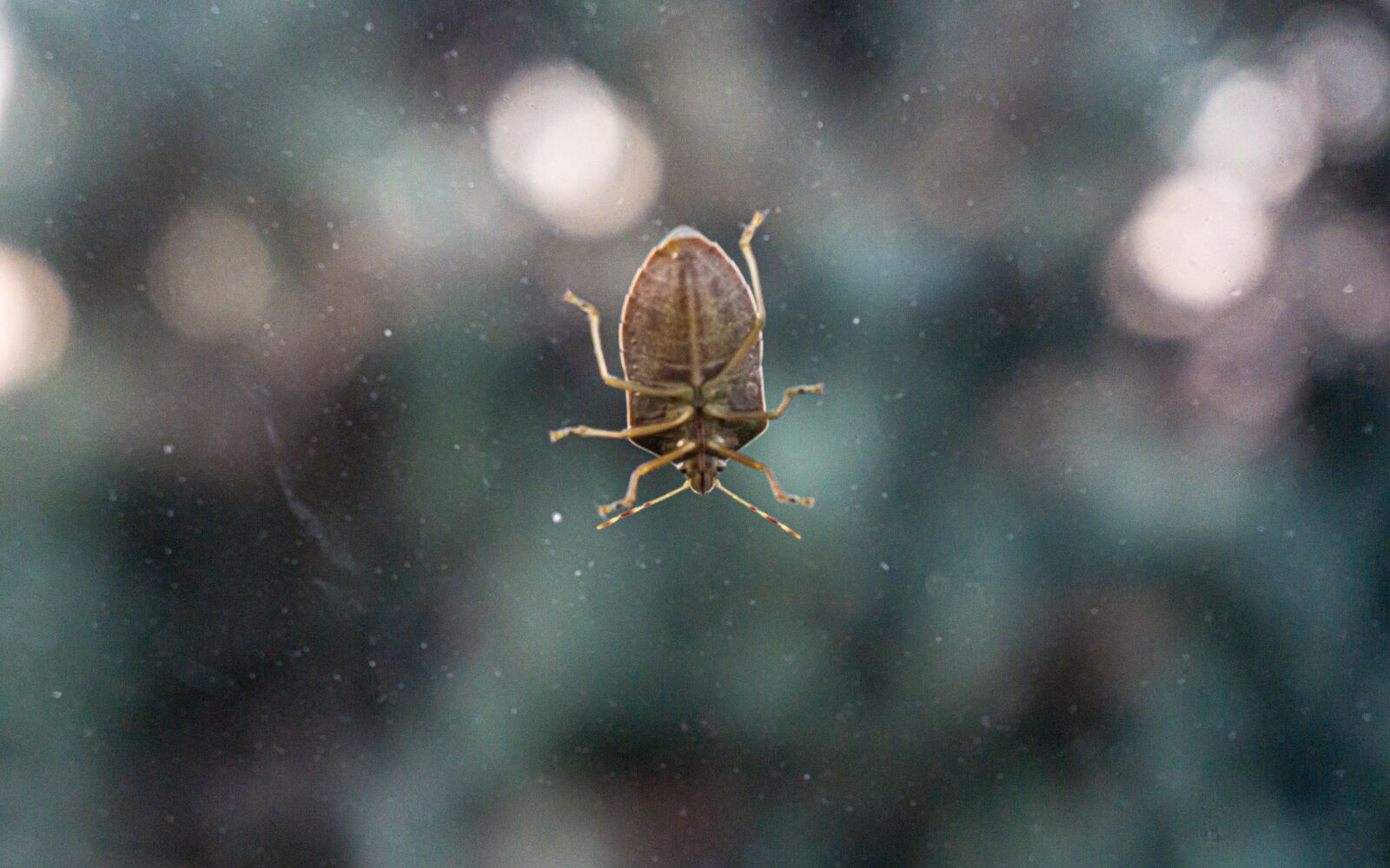 Sony a6000 sample photo. Bug, insect, insectoid photography